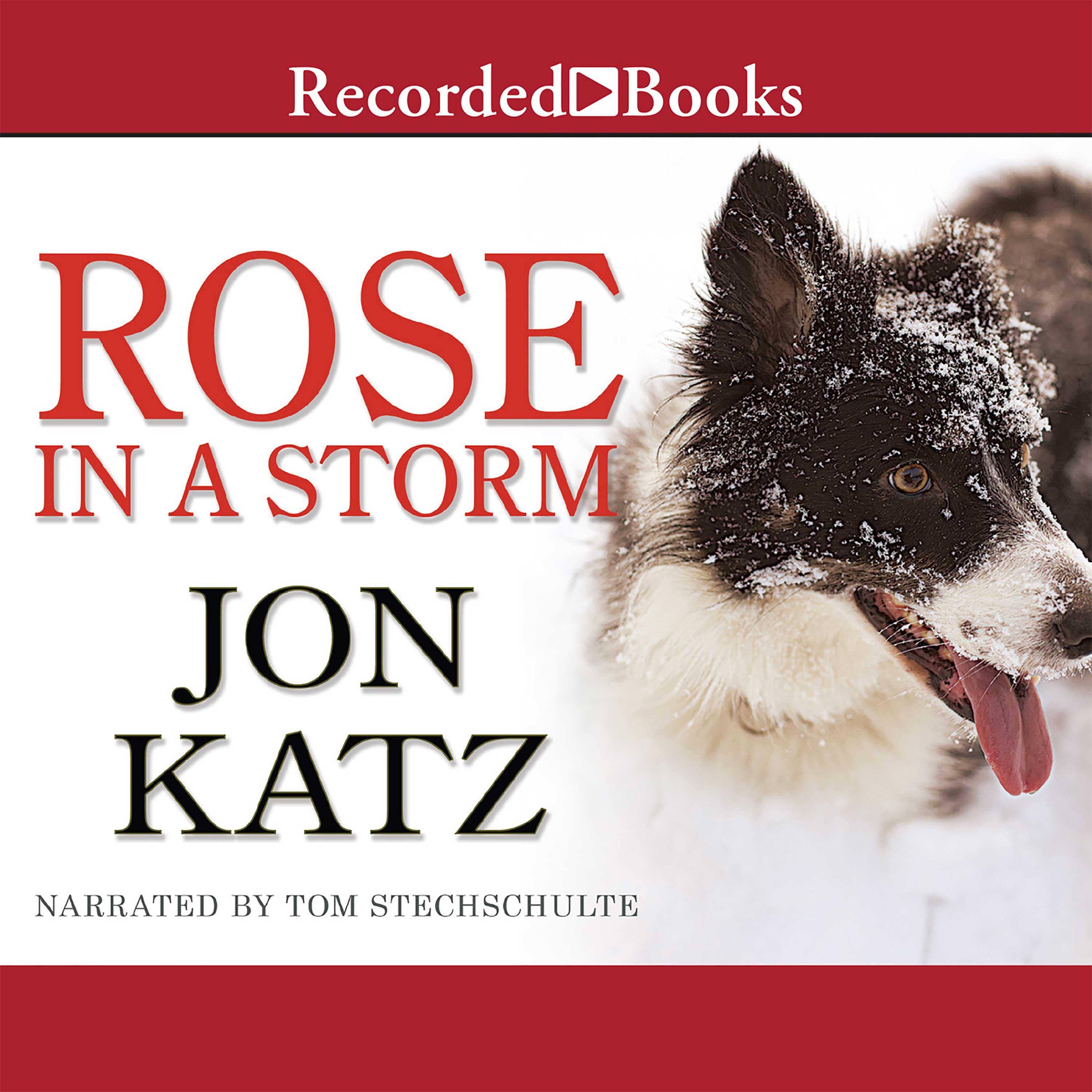 Rose in a Storm