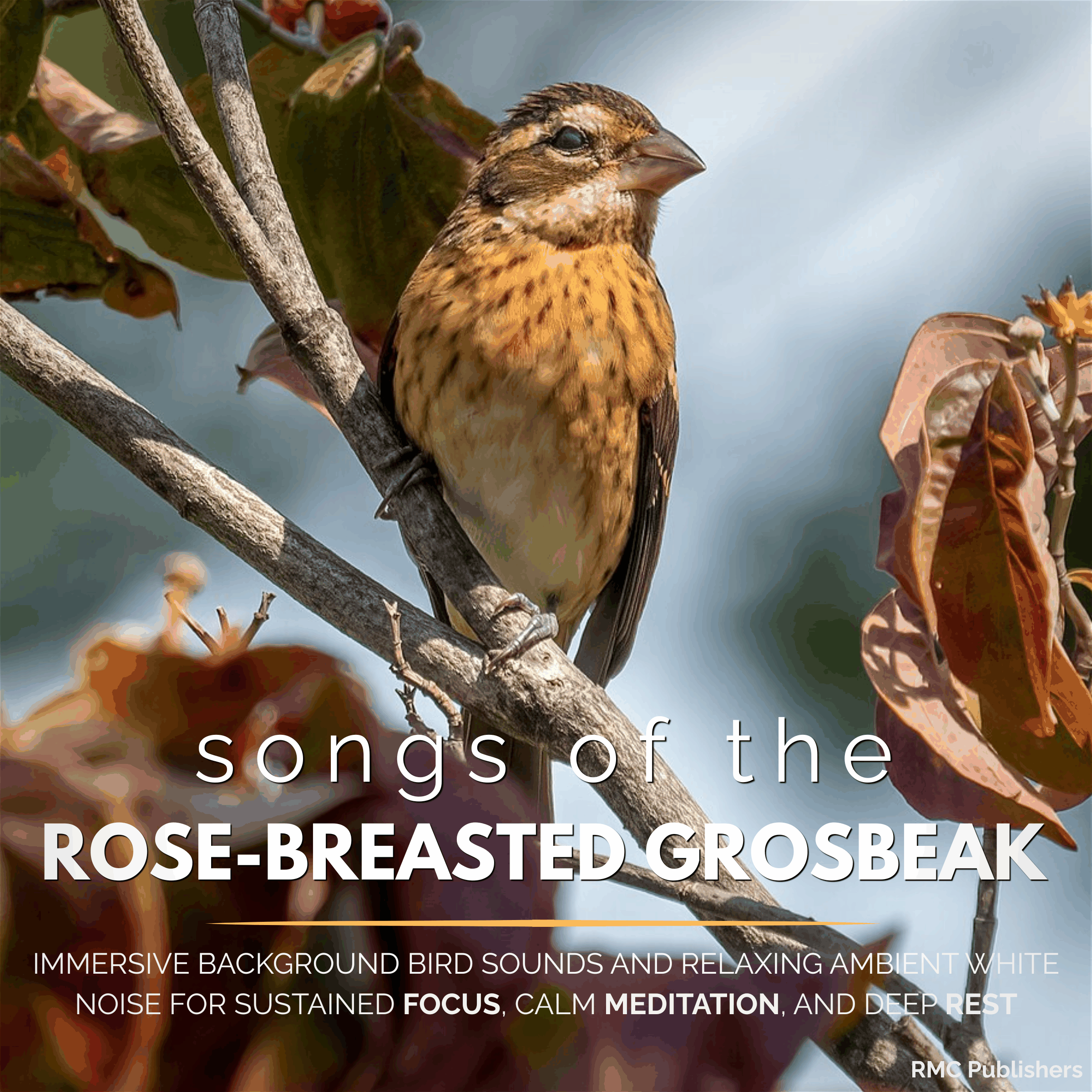 Songs of the Rose-Breasted Grosbeak