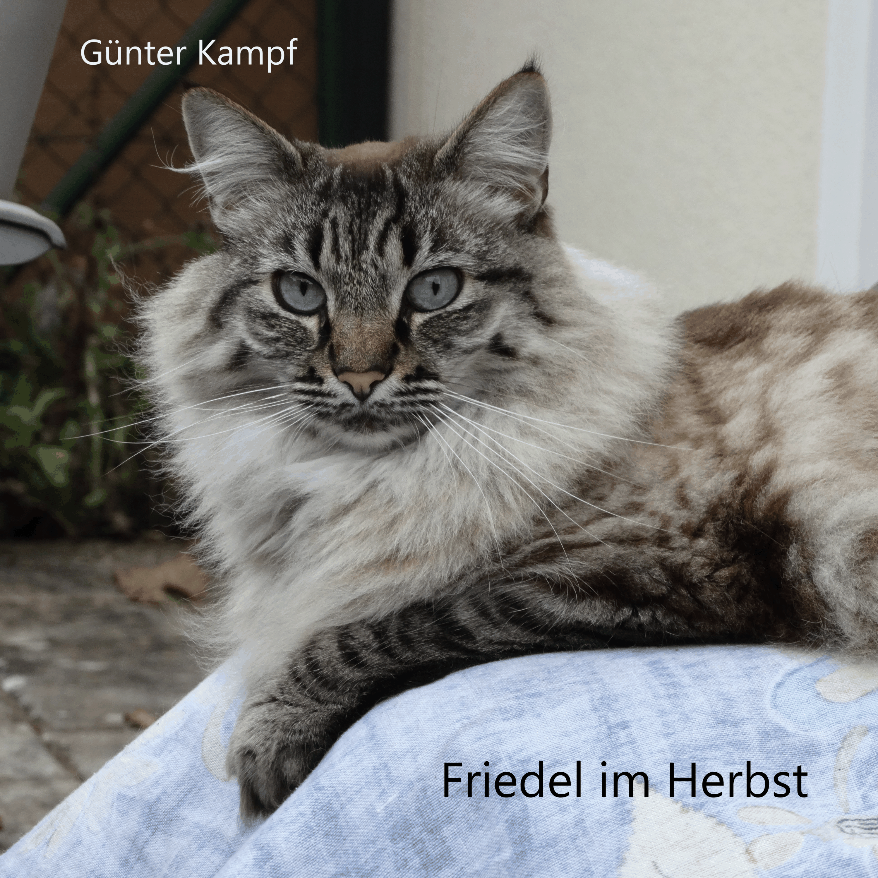 Friedel im Herbst