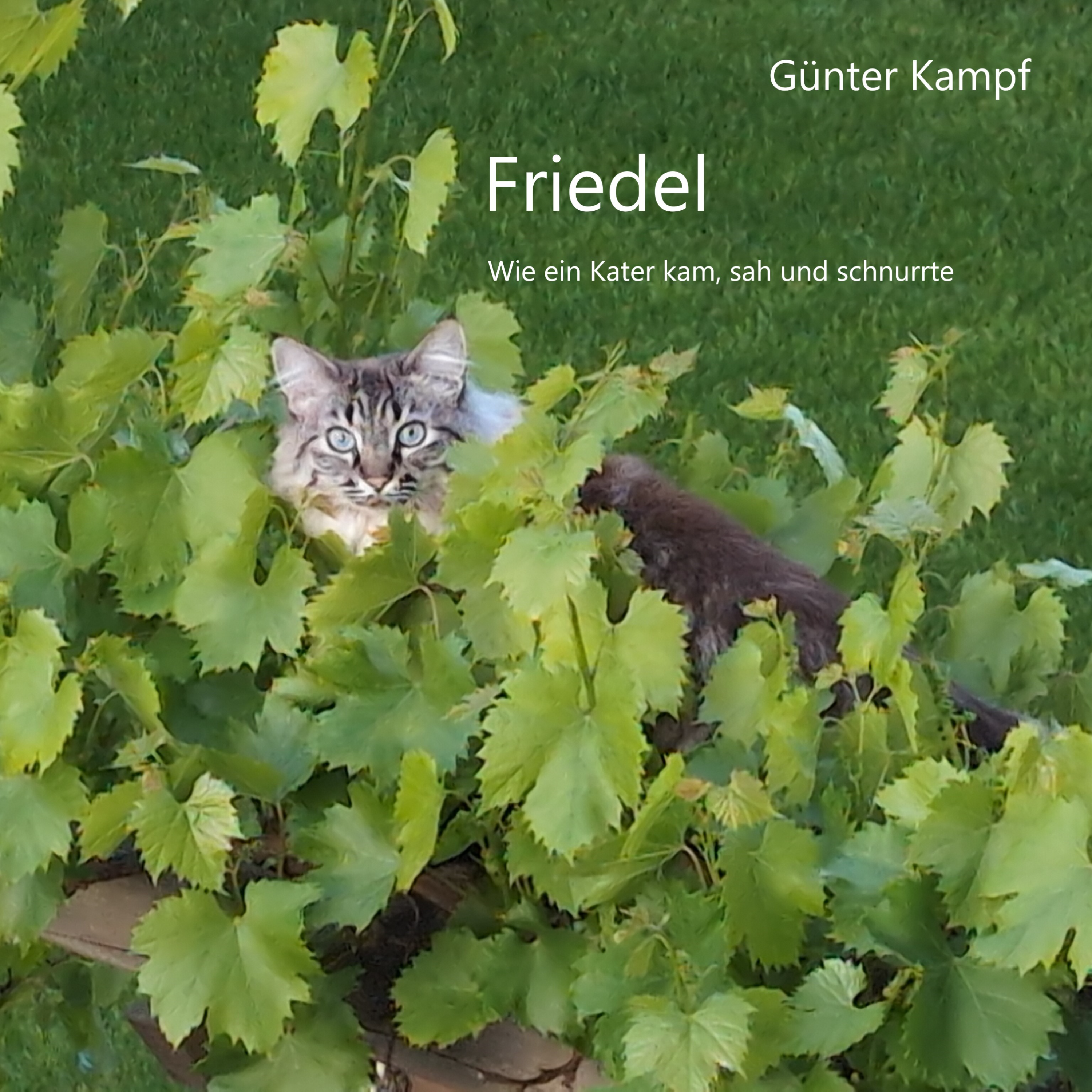 Friedel
