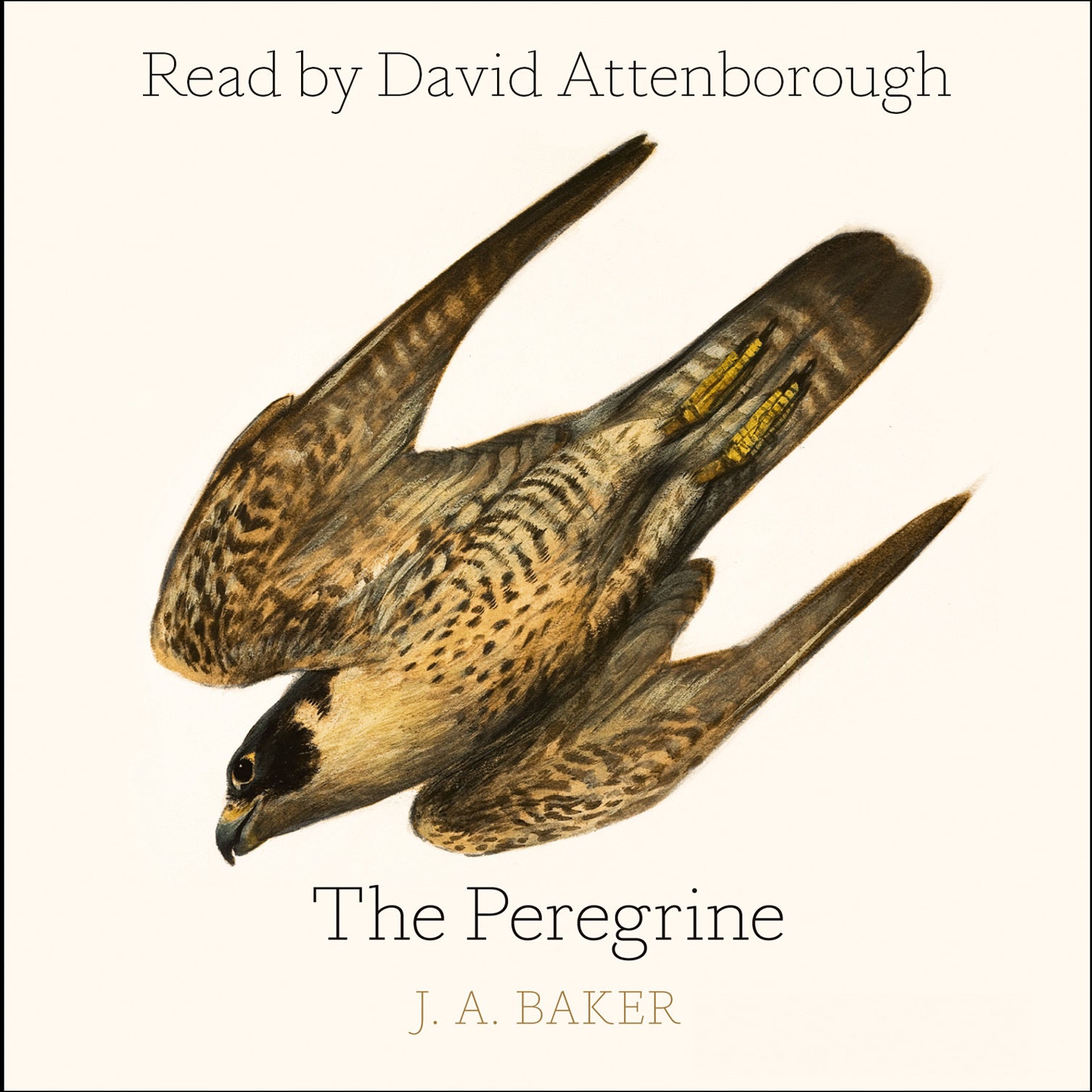 The Peregrine