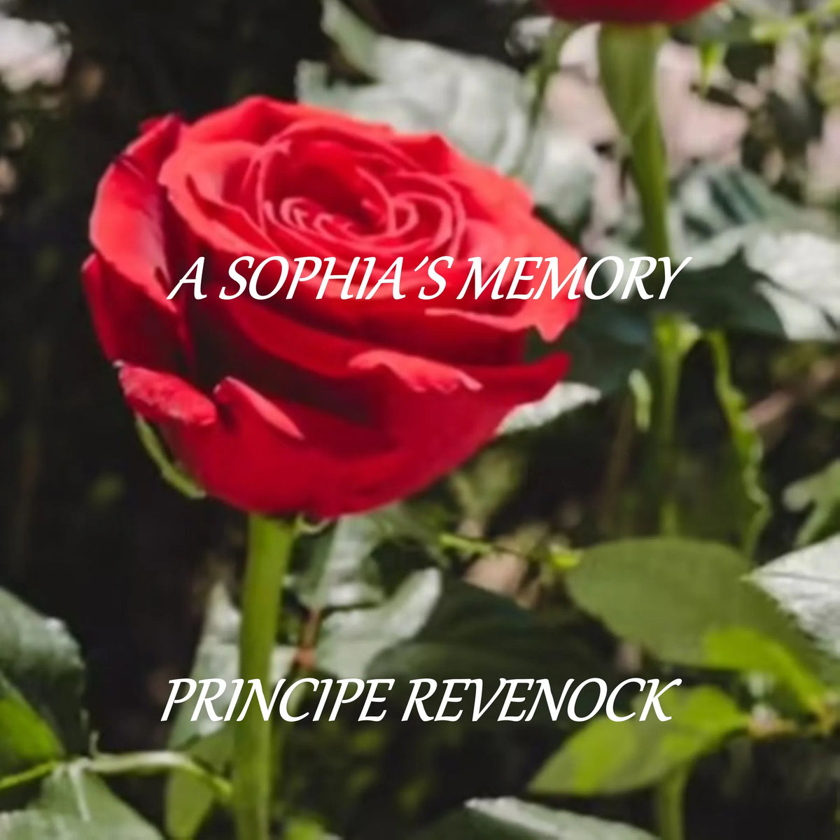 A SOPHIA'S MEMORY