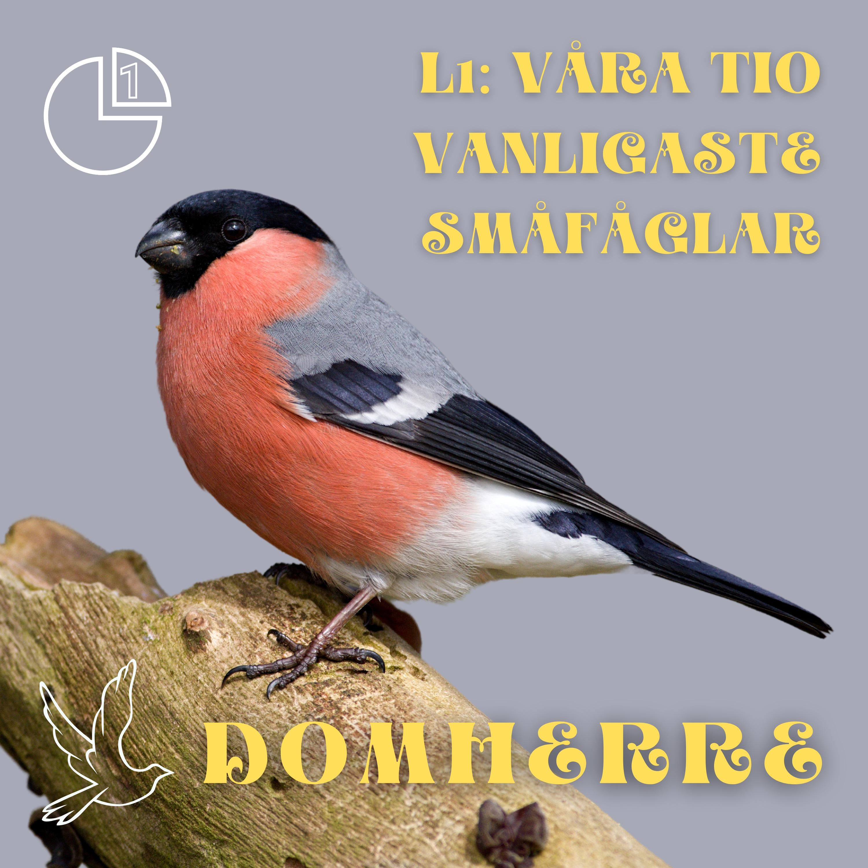 Domherre