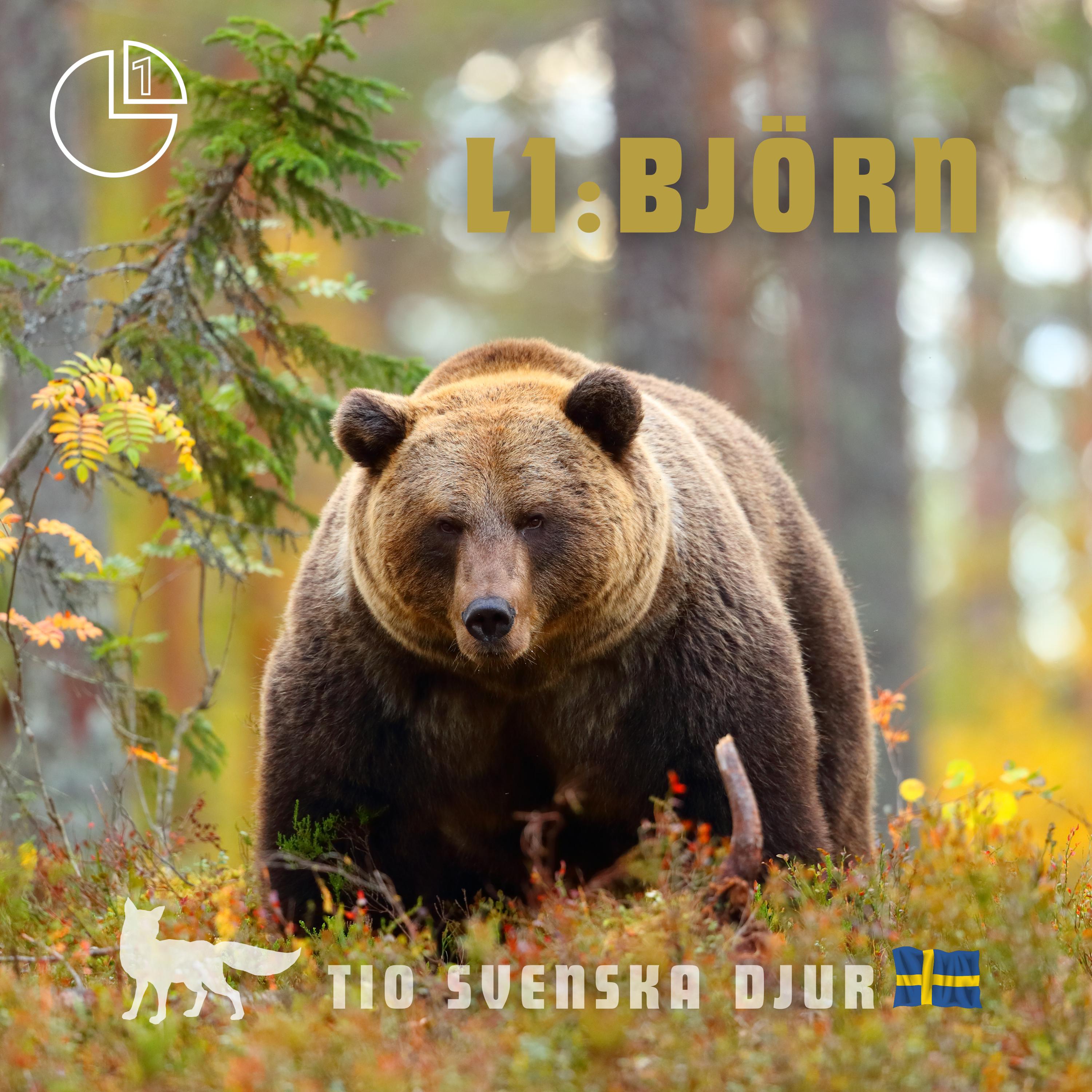Björn