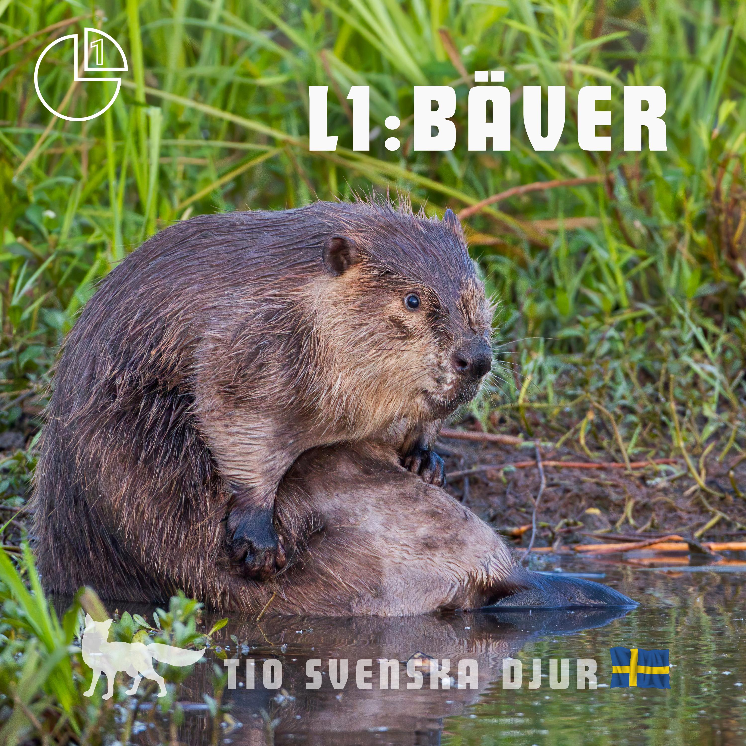 Bäver