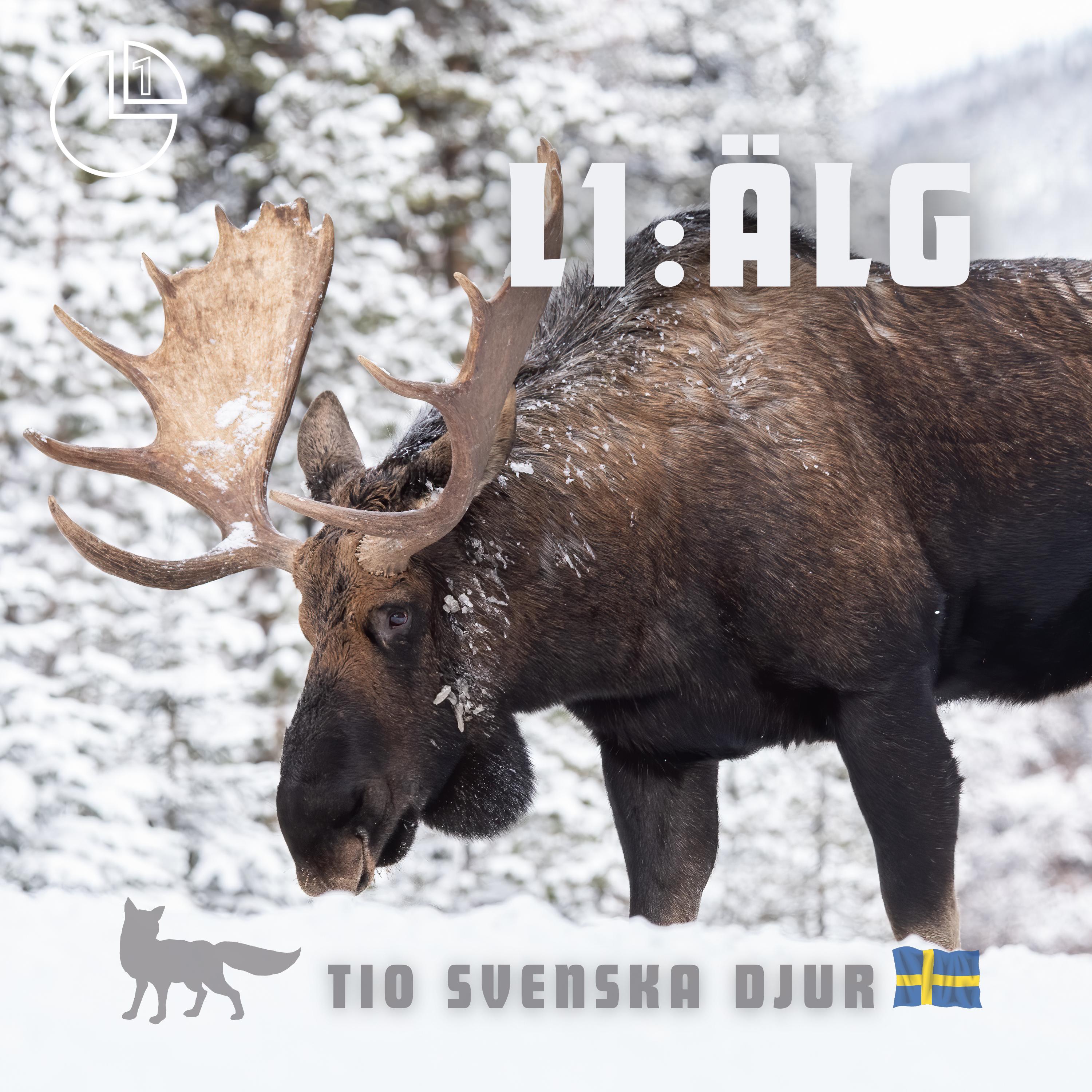 Älg