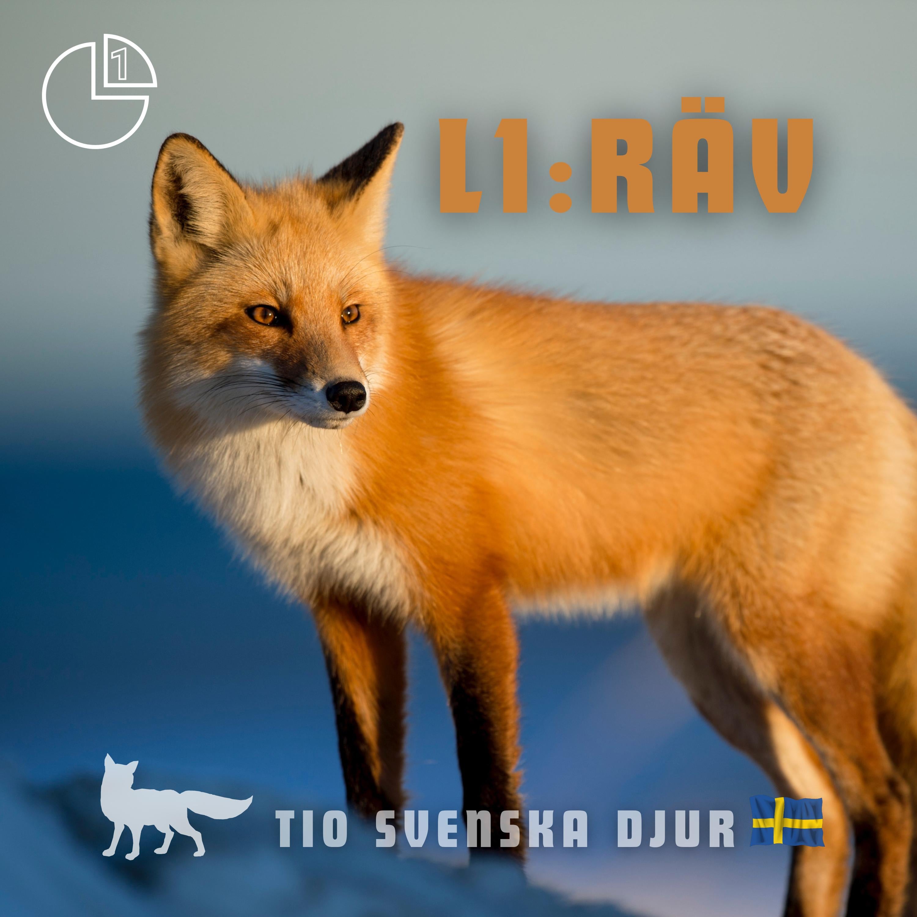 Räv