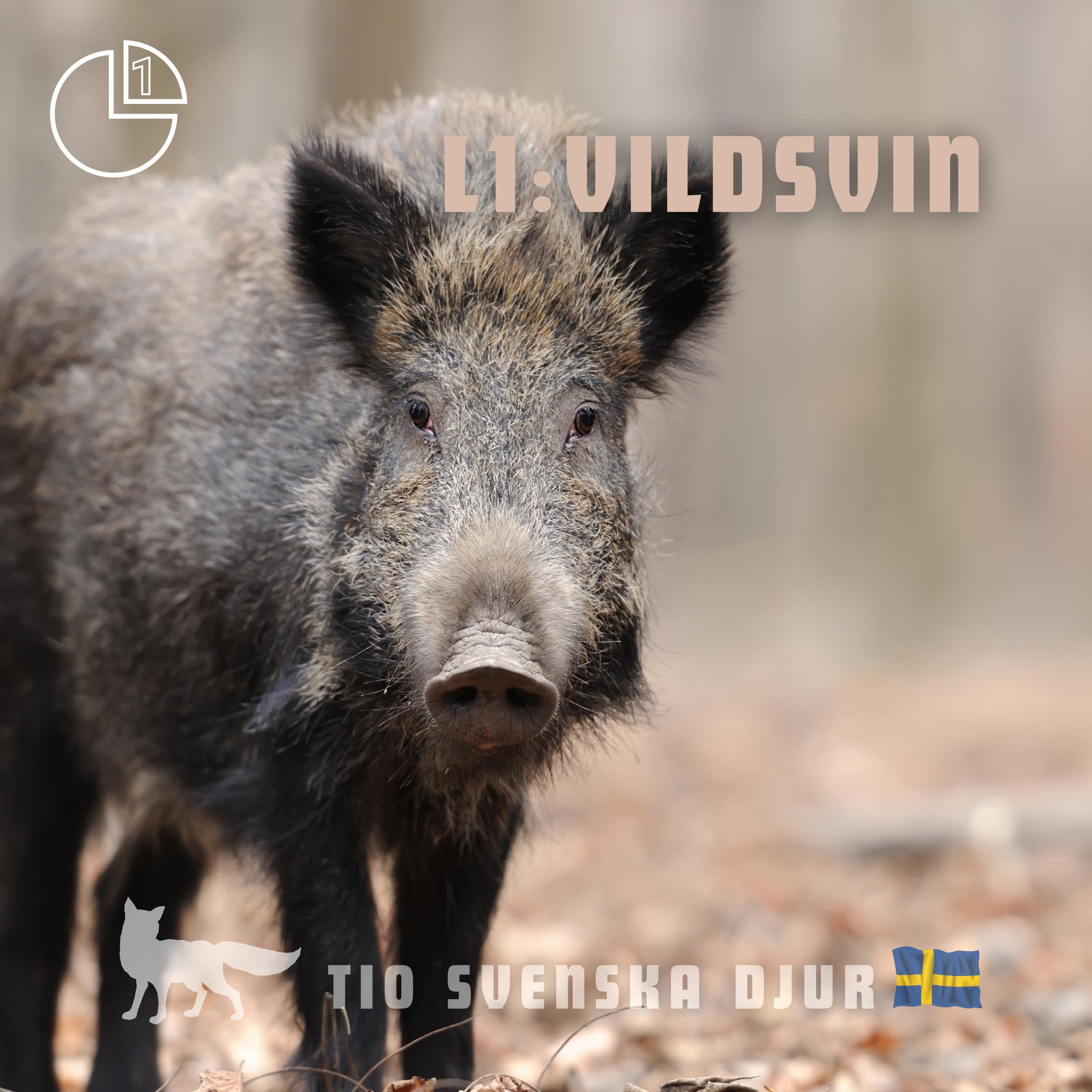 Vildsvin