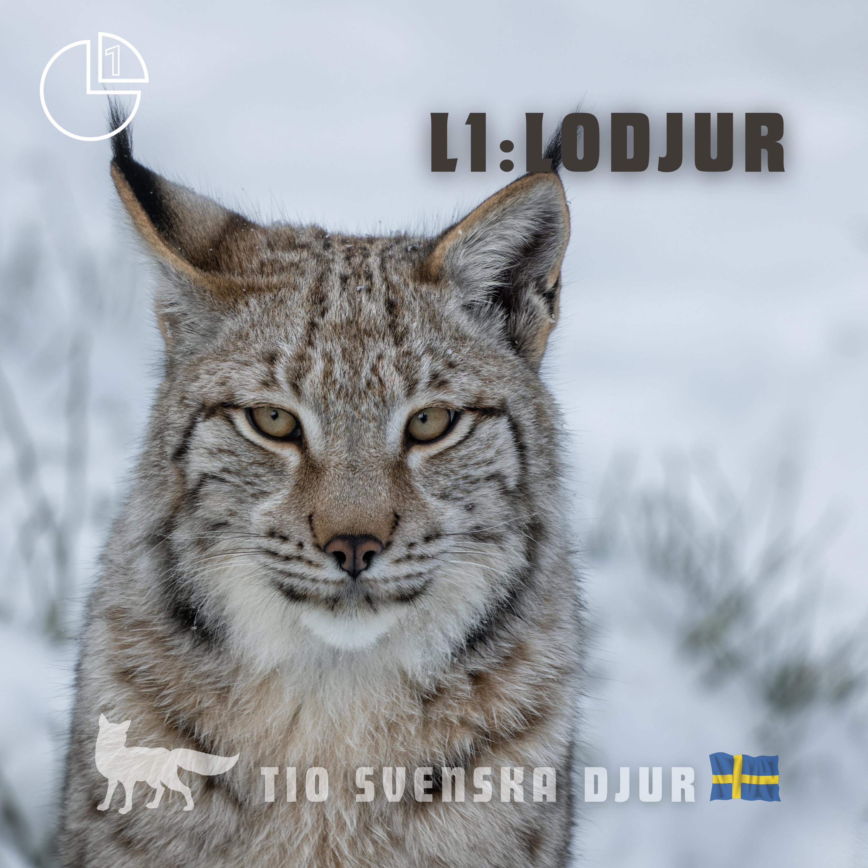 Lodjur