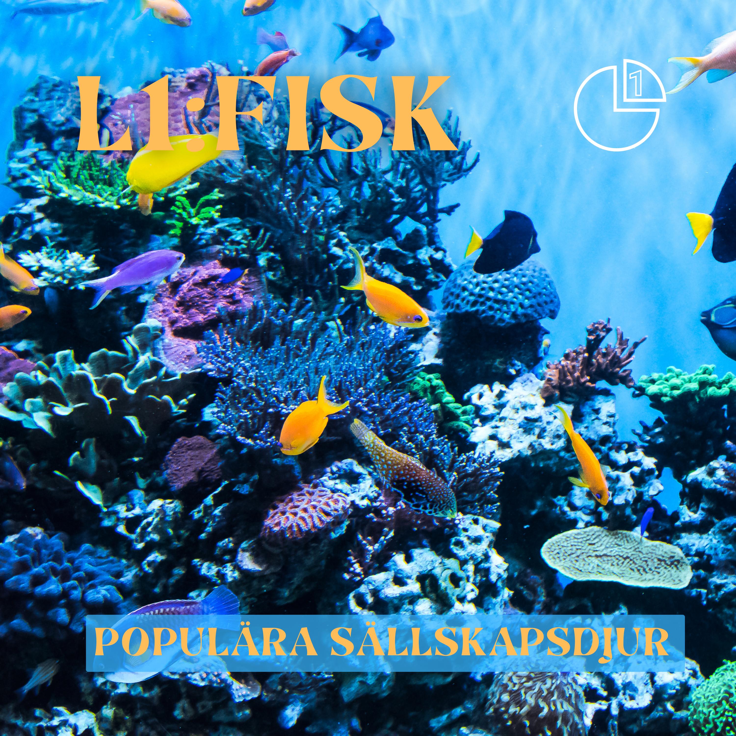 Fisk