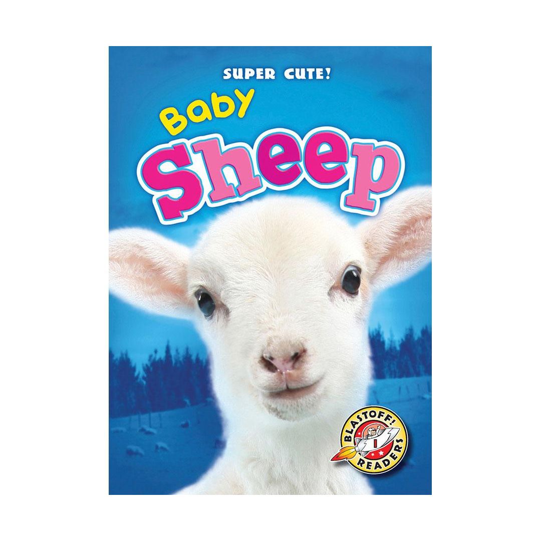 Baby Sheep