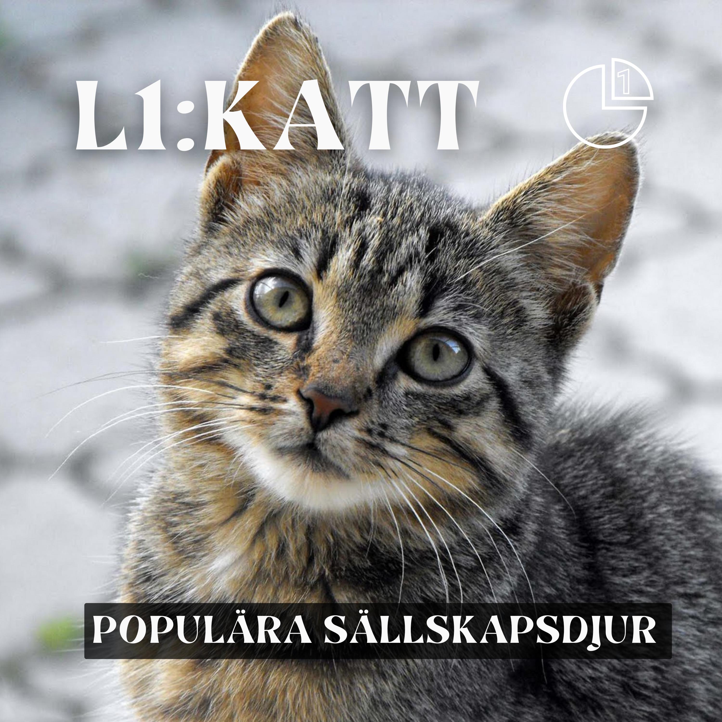 Katt