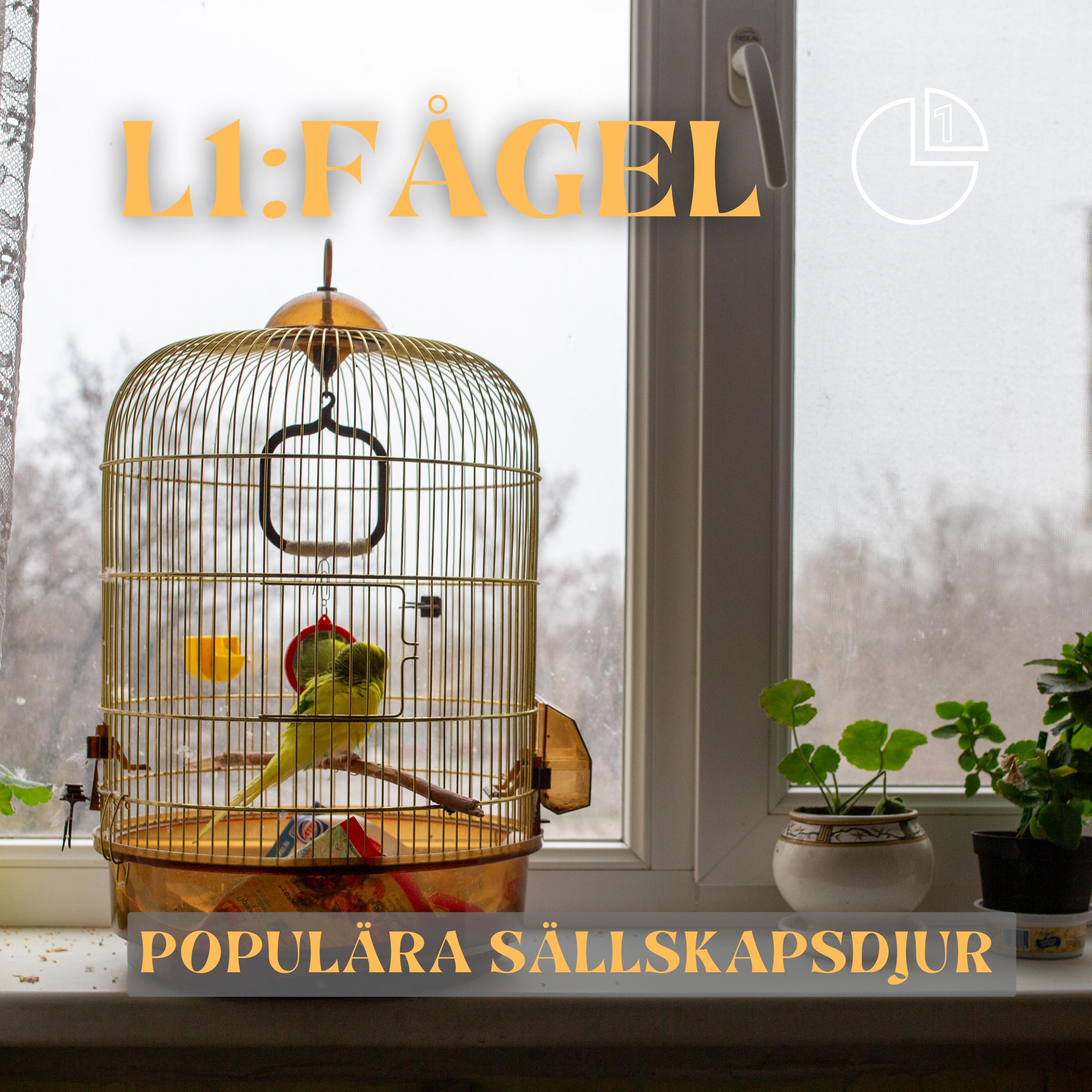 Fågel