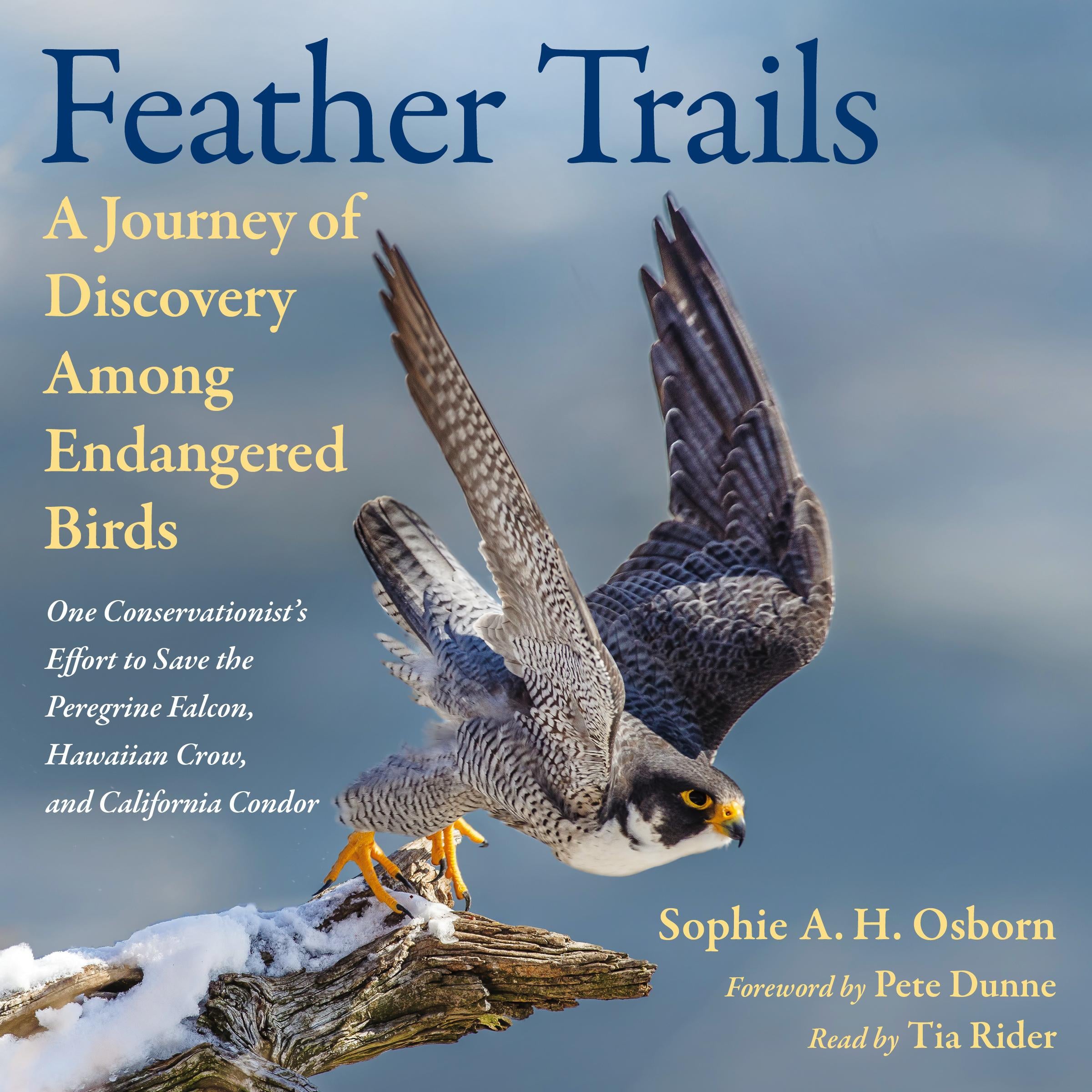 Feather Trails