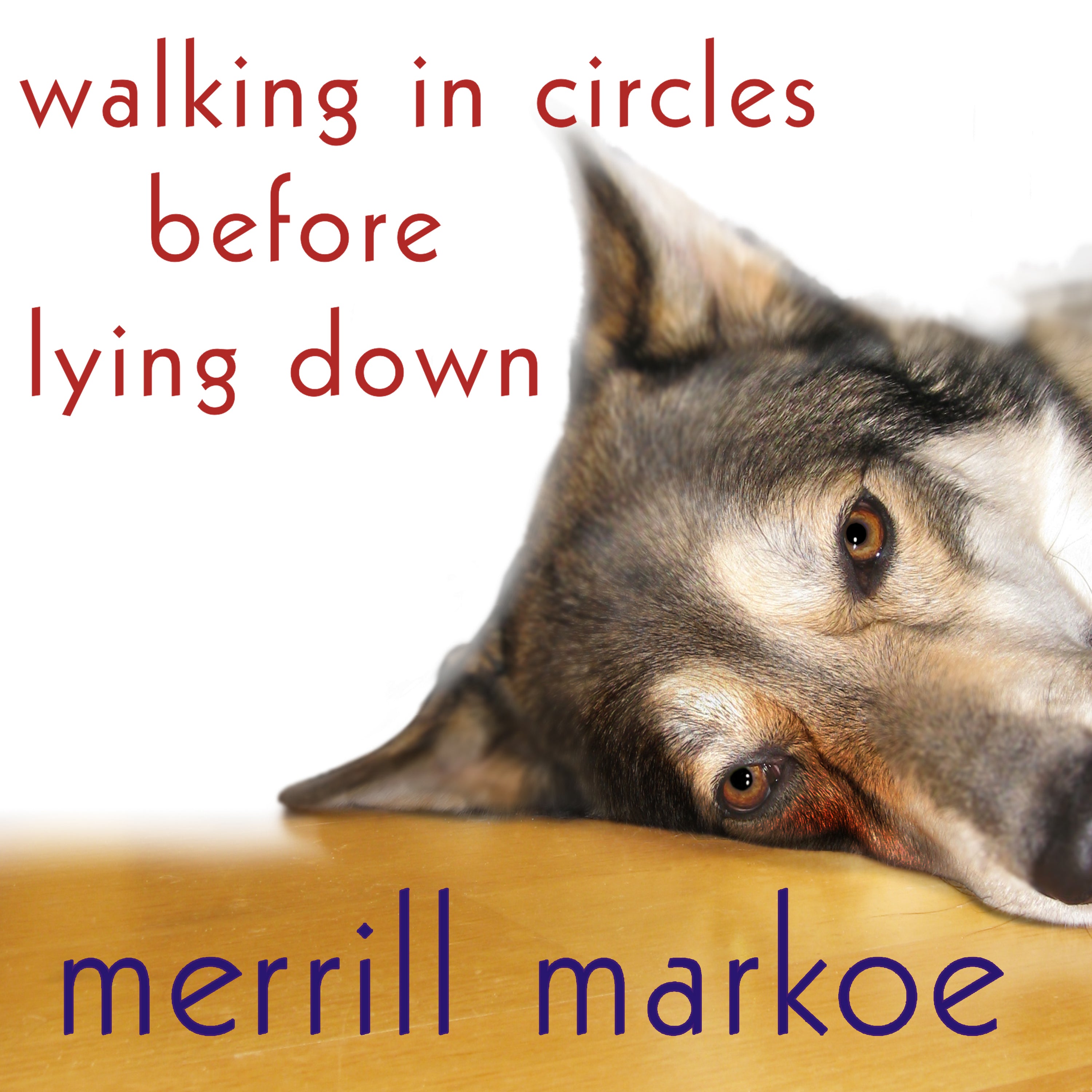 Walking in Circles Before Lying Down