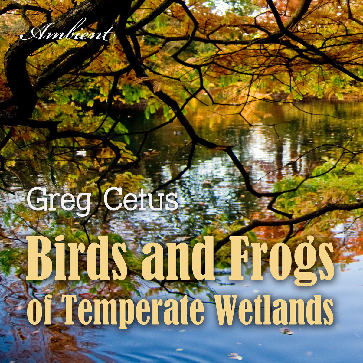 Birds and Frogs of Temperate Wetlands: Atmospheric Audio for Productivity and Focus