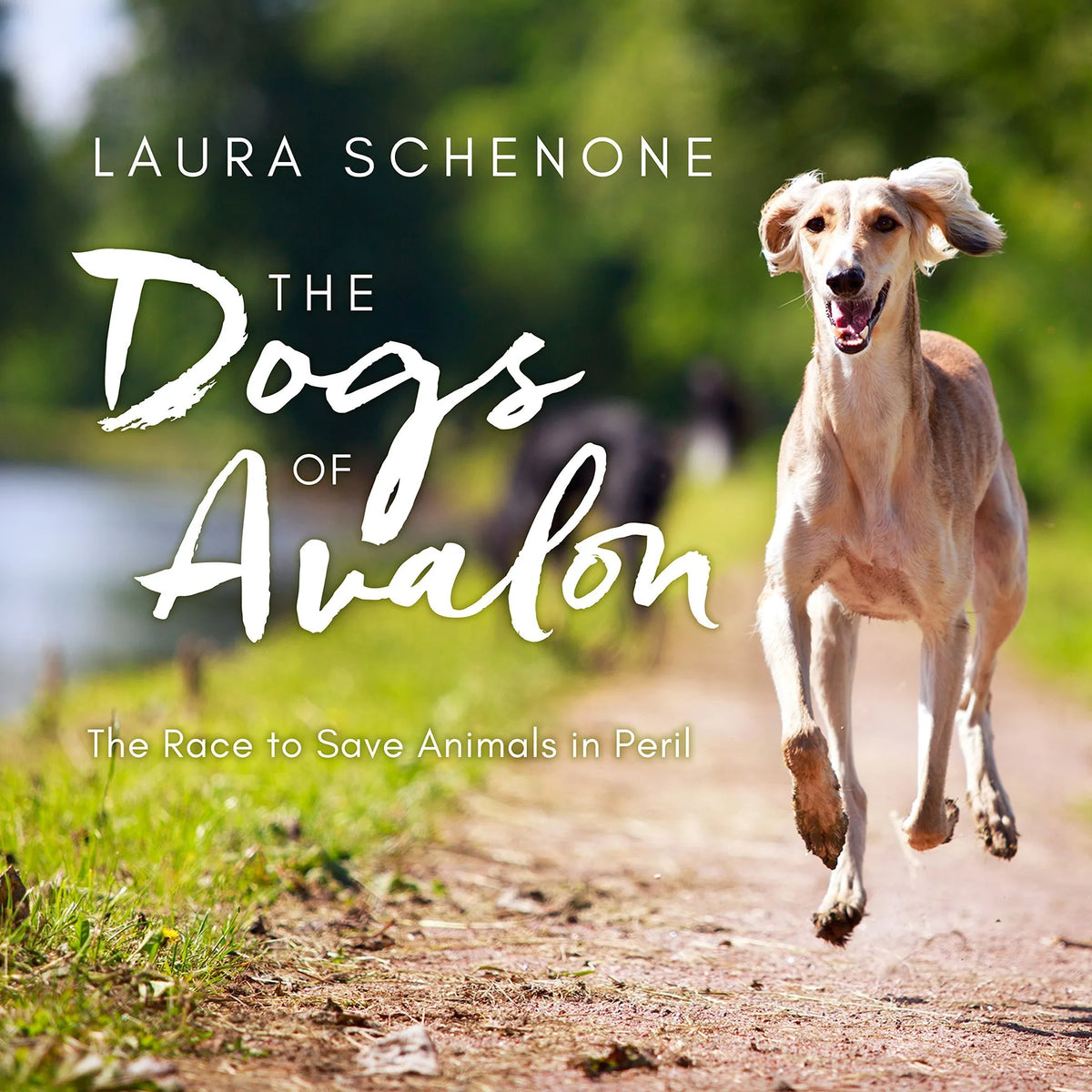 The Dogs of Avalon