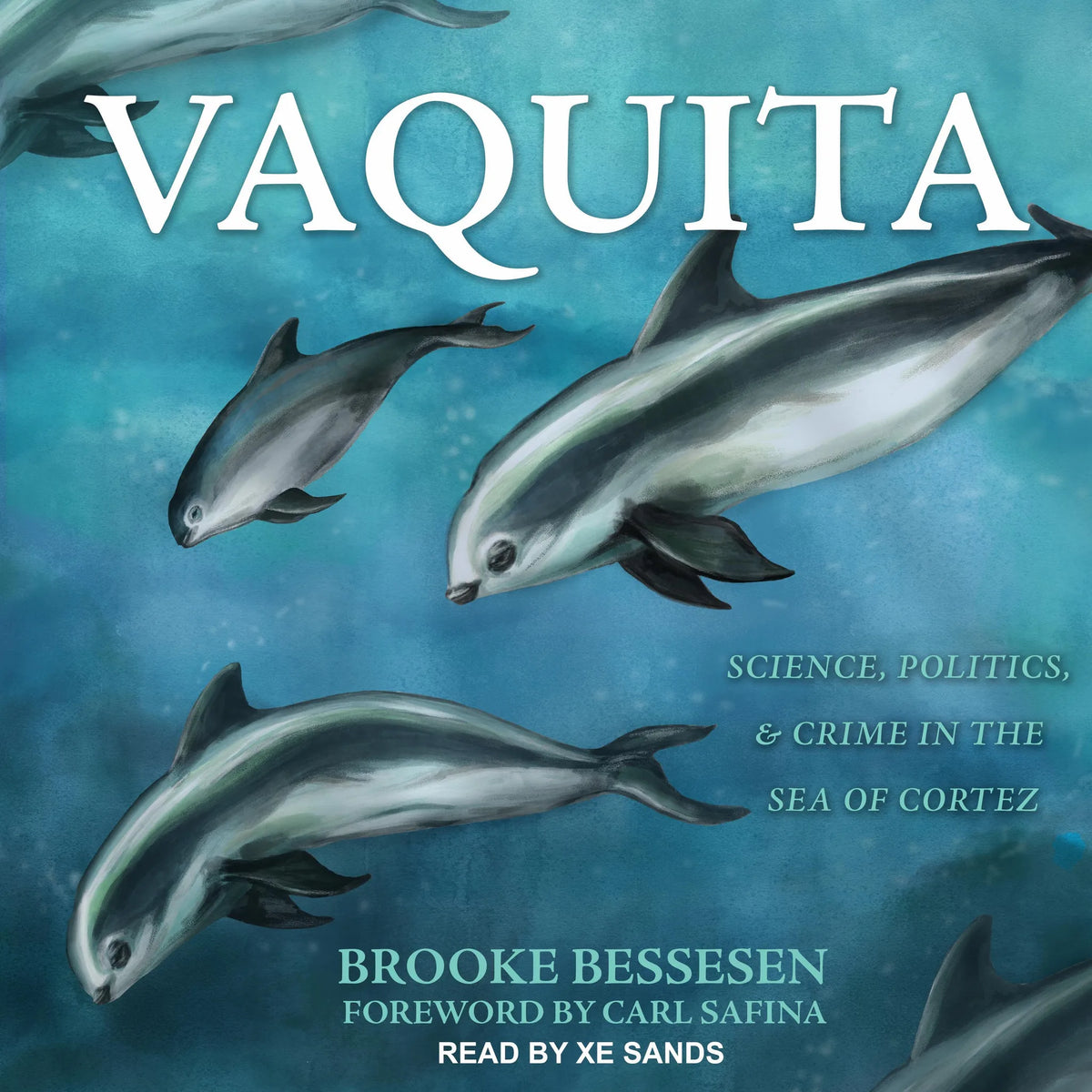 Vaquita