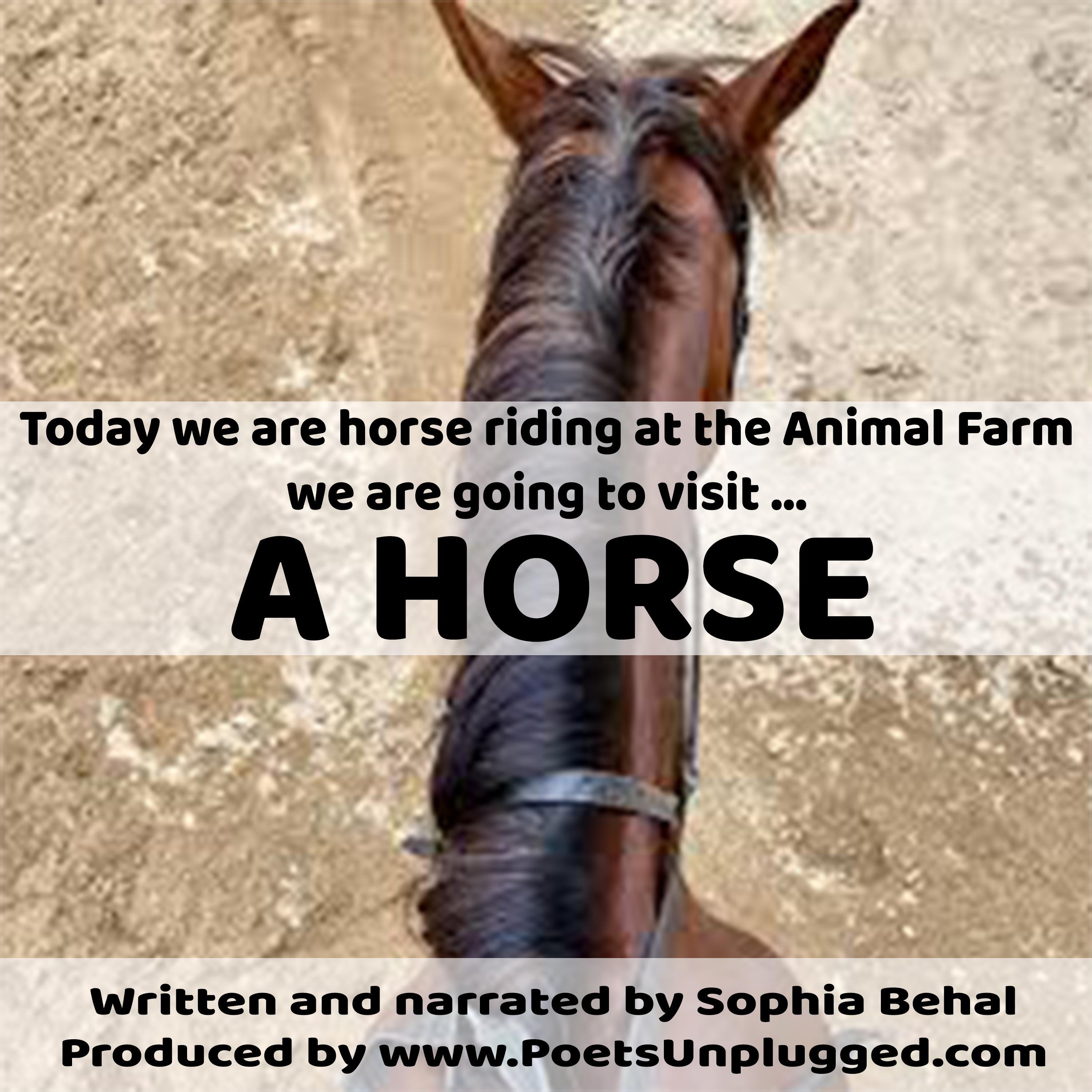 A Horse