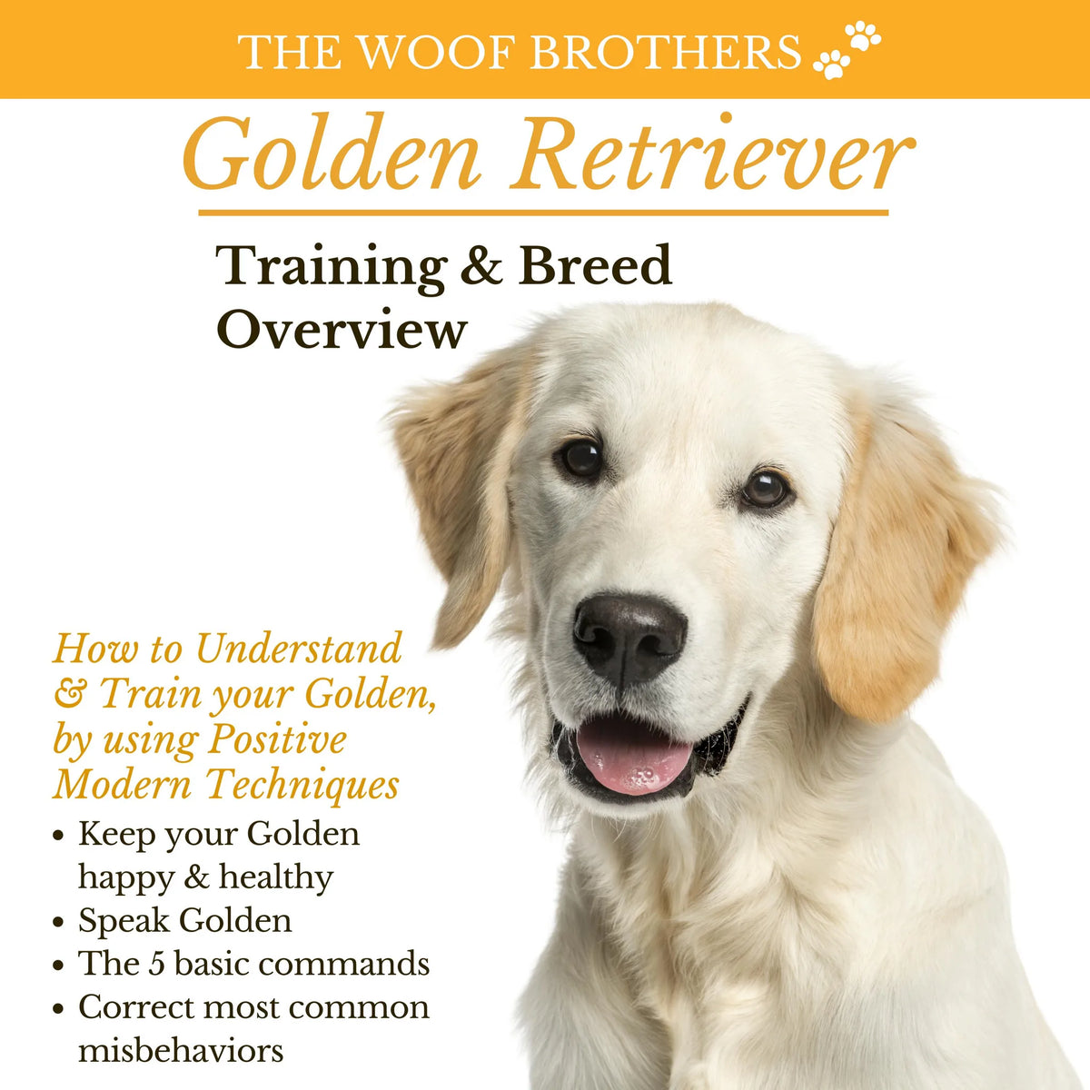 Golden Retriever Training & Breed Overview