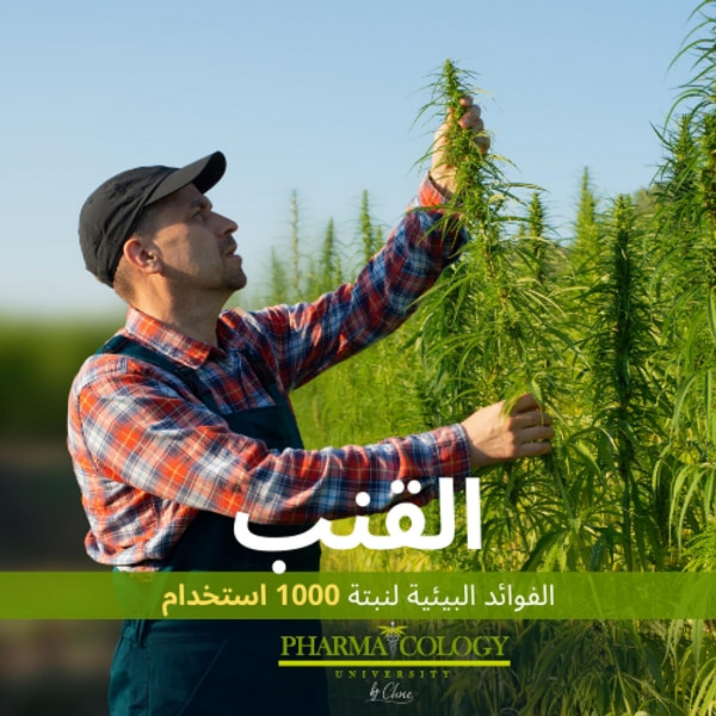القنب. الفوائد البيئية لنبتة الألف استخدام