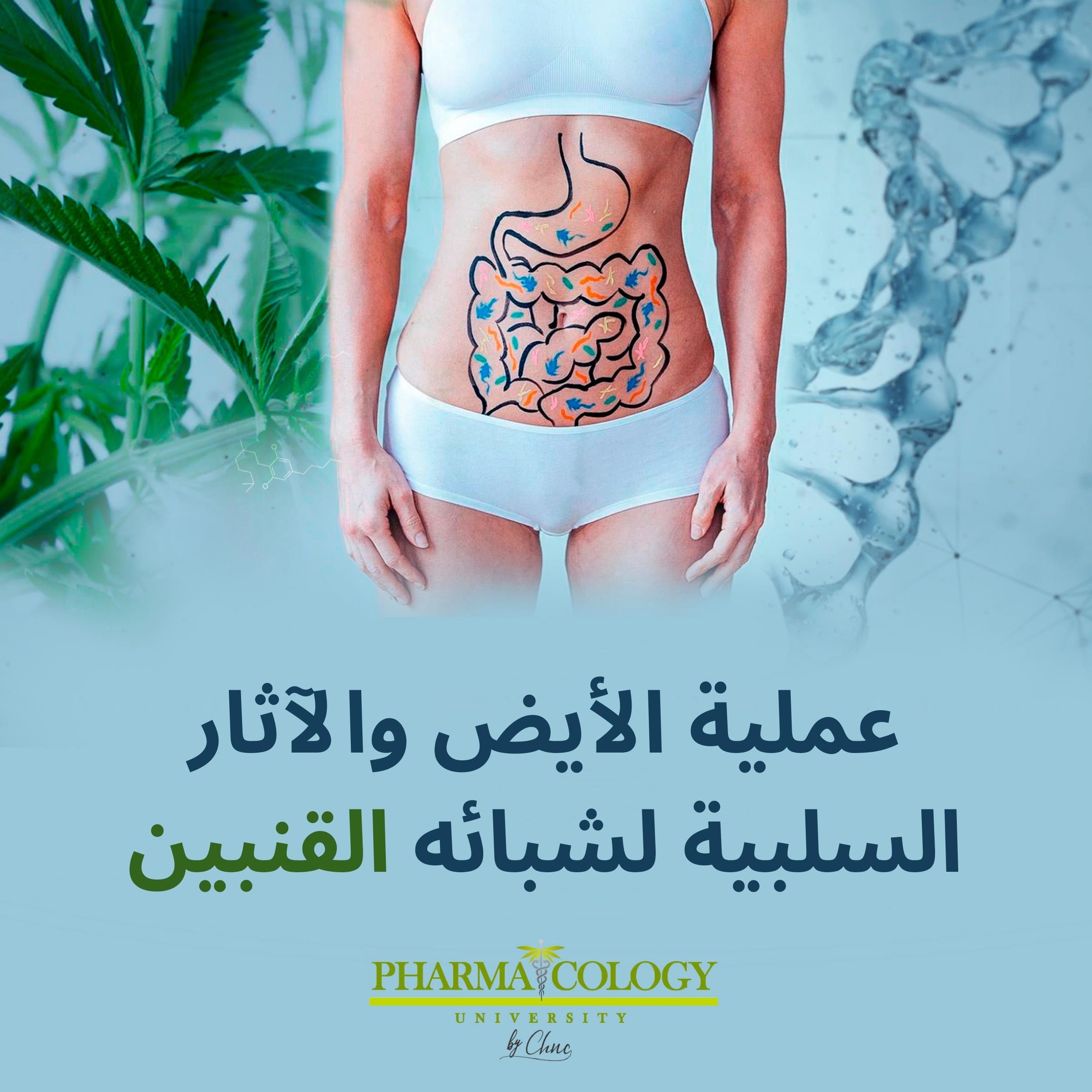 عملية الأيض والآثار السلبية لشبائه القنبين