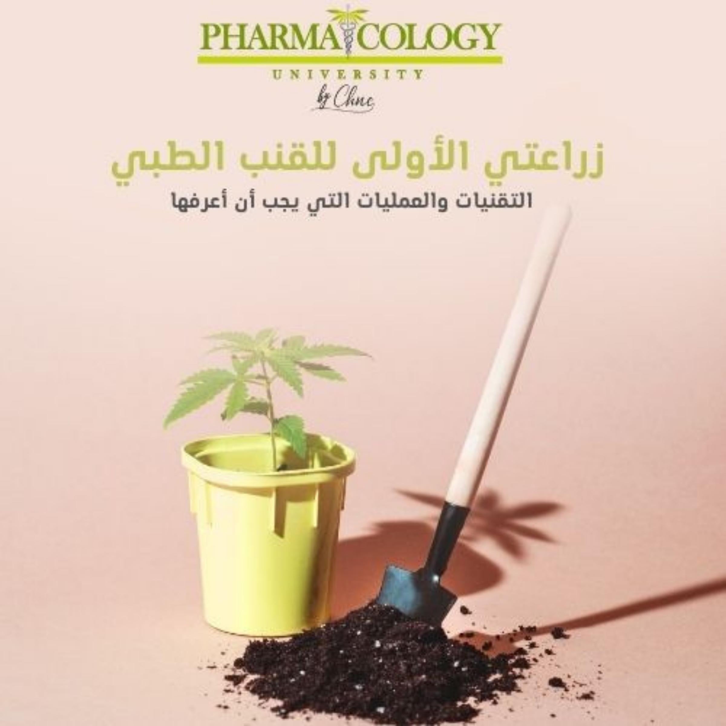 زراعتي الأولى للقنب. التقنيات والعمليات التي يجب أن أعرفها