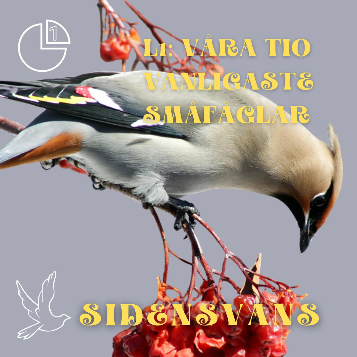 Sidensvans