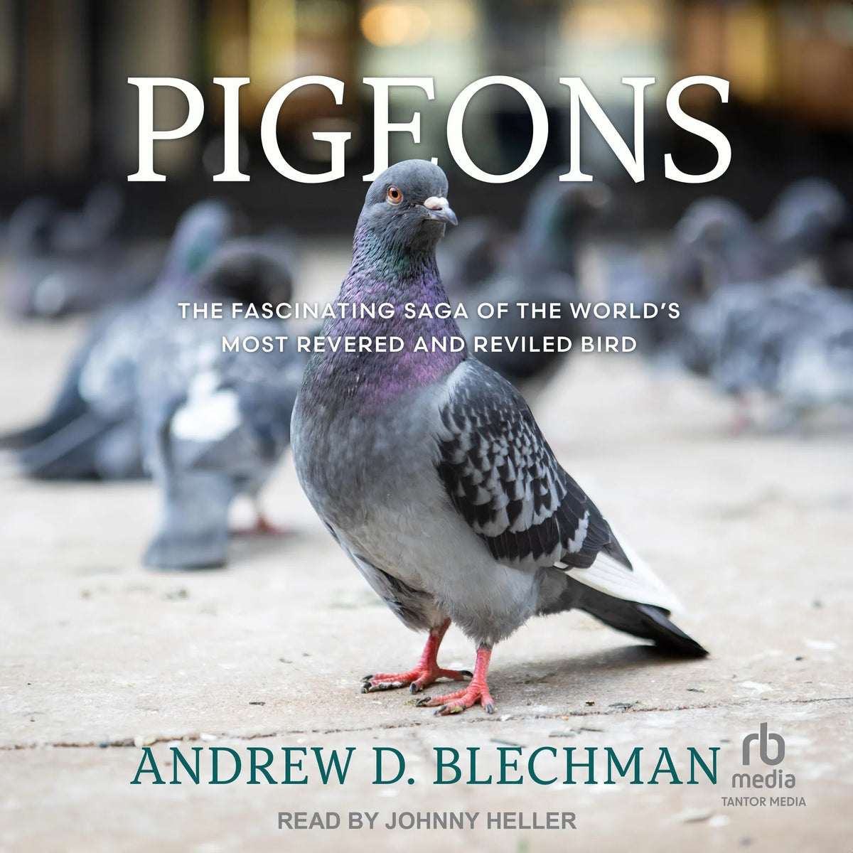 Pigeons