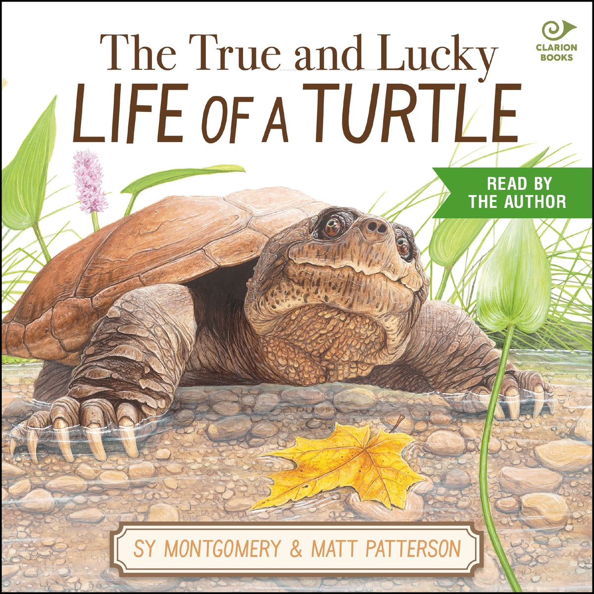 The True and Lucky Life of a Turtle