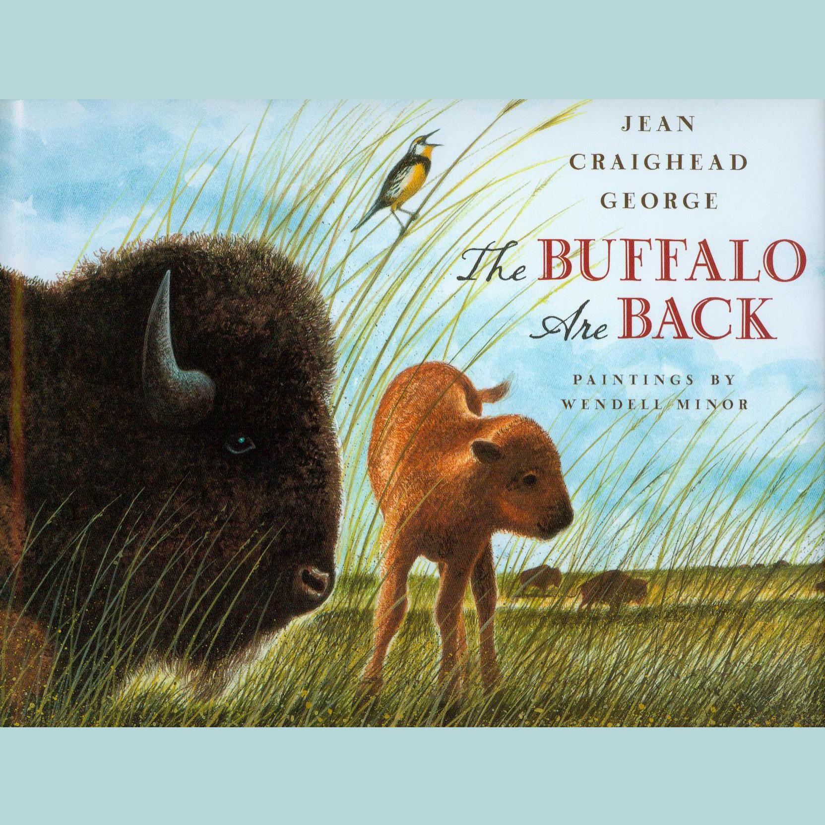 The Buffalo are Back