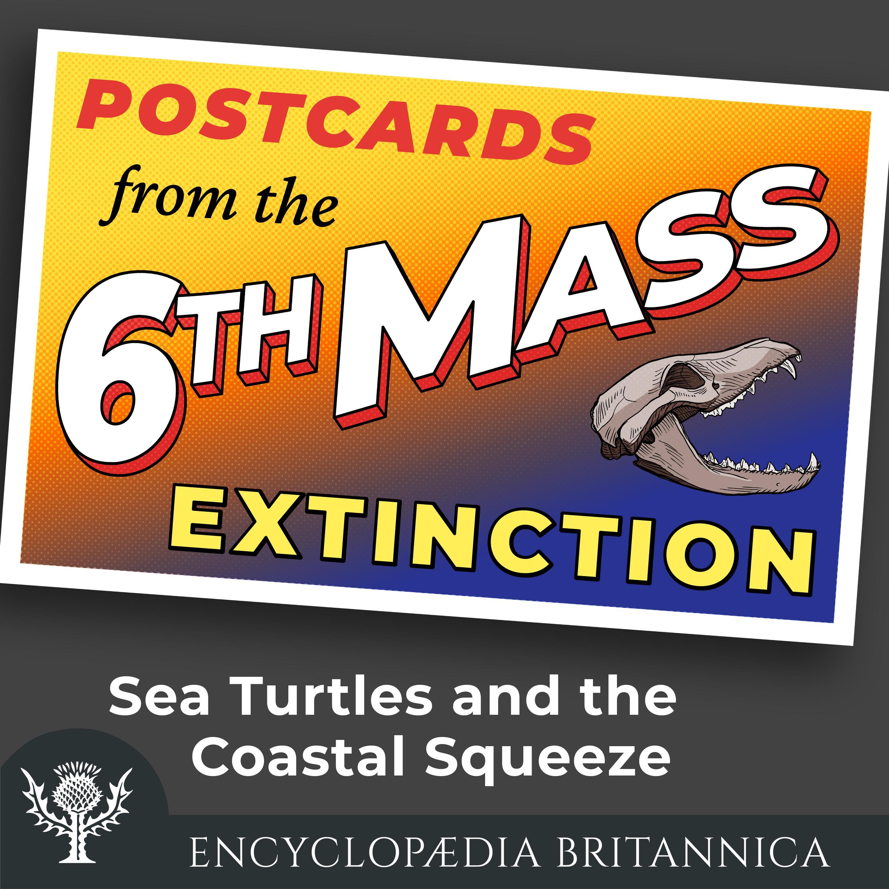 Sea Turtles and the Coastal Squeeze