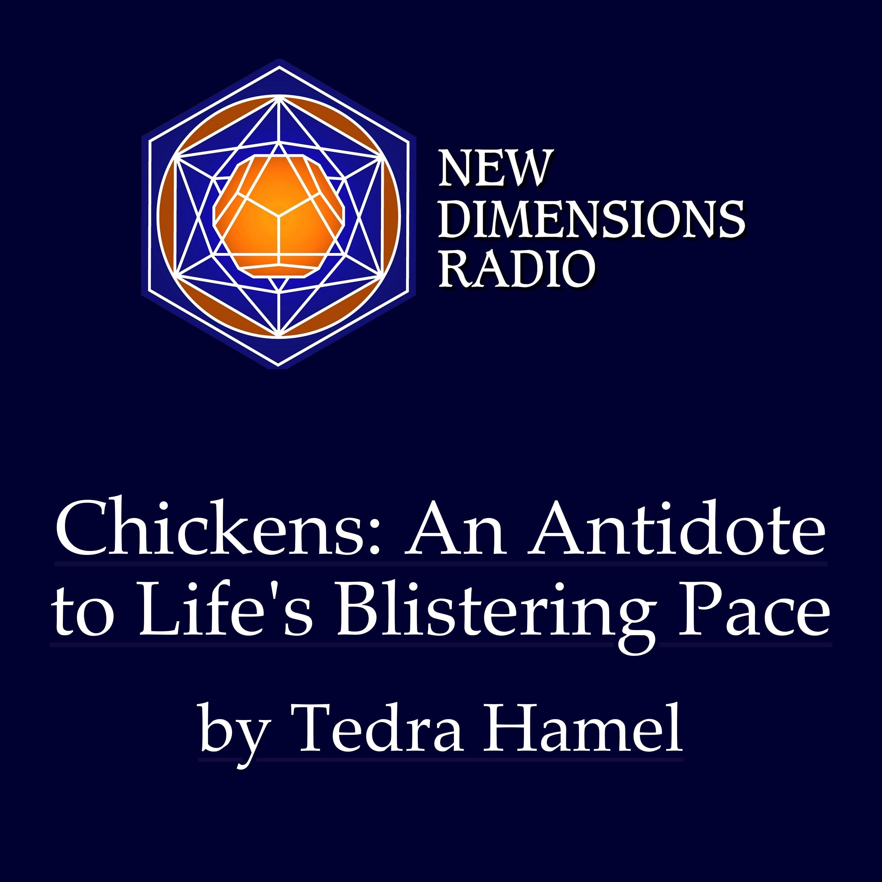 Chickens: An Antidote to Life's Blistering Pace