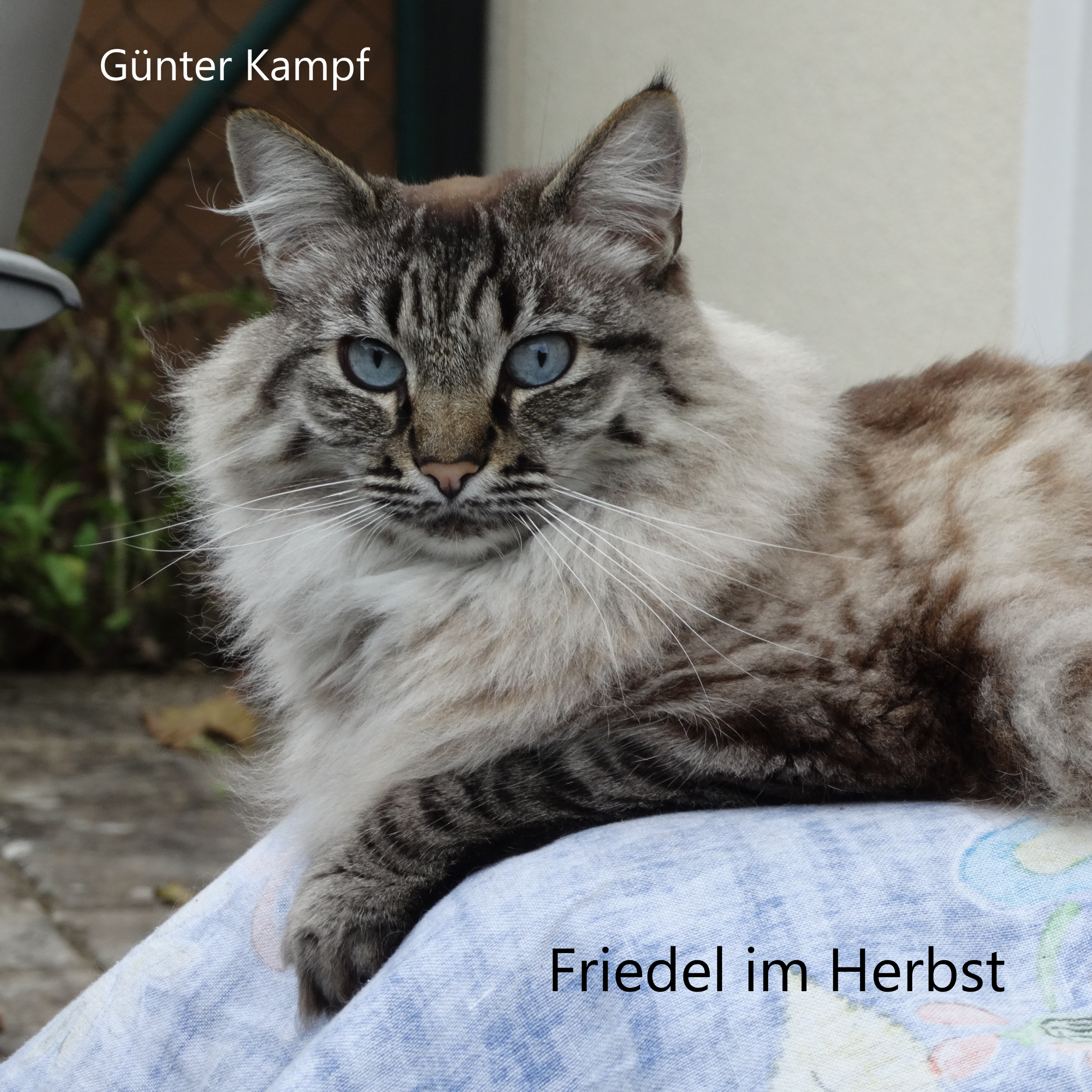 Friedel im Herbst