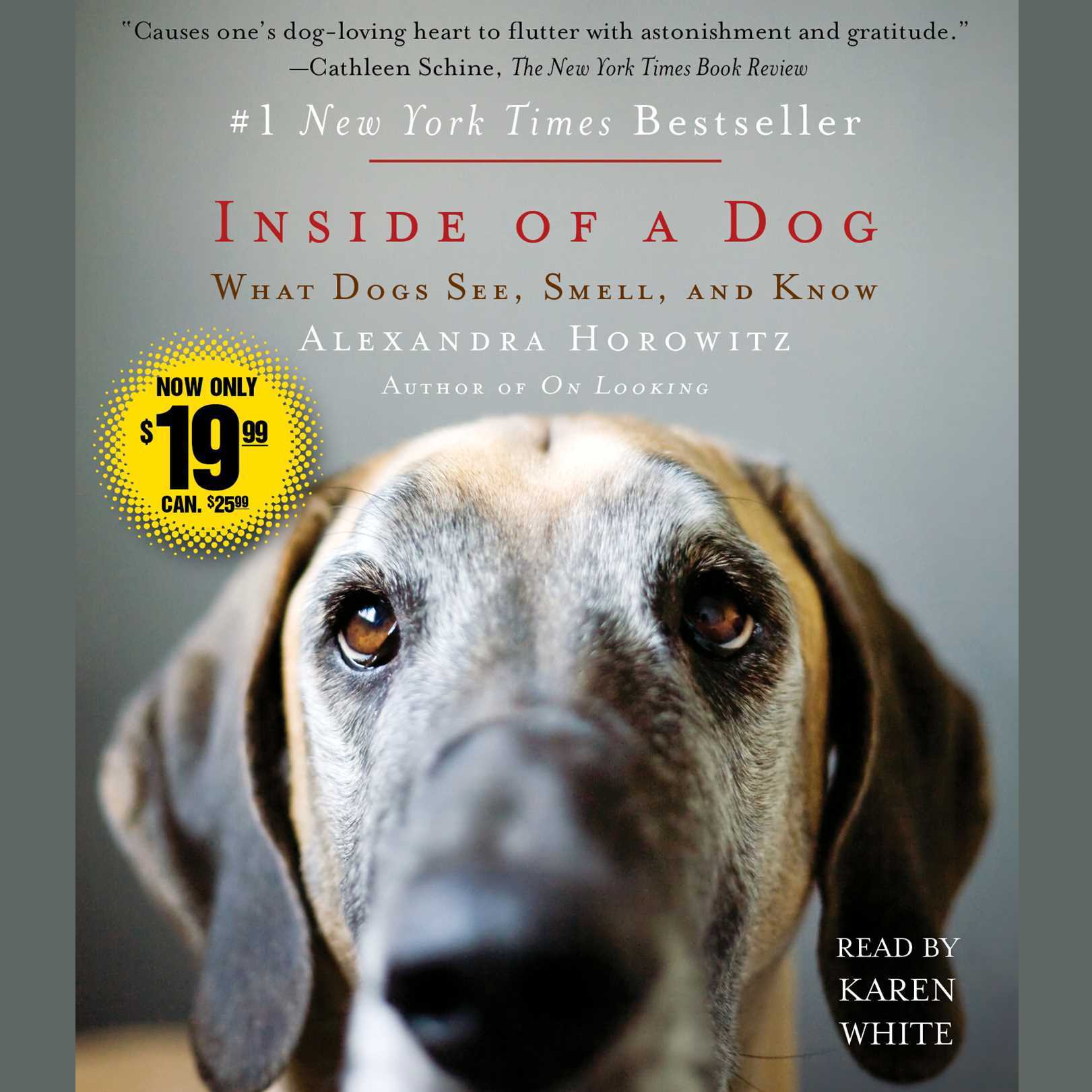 Inside of a Dog