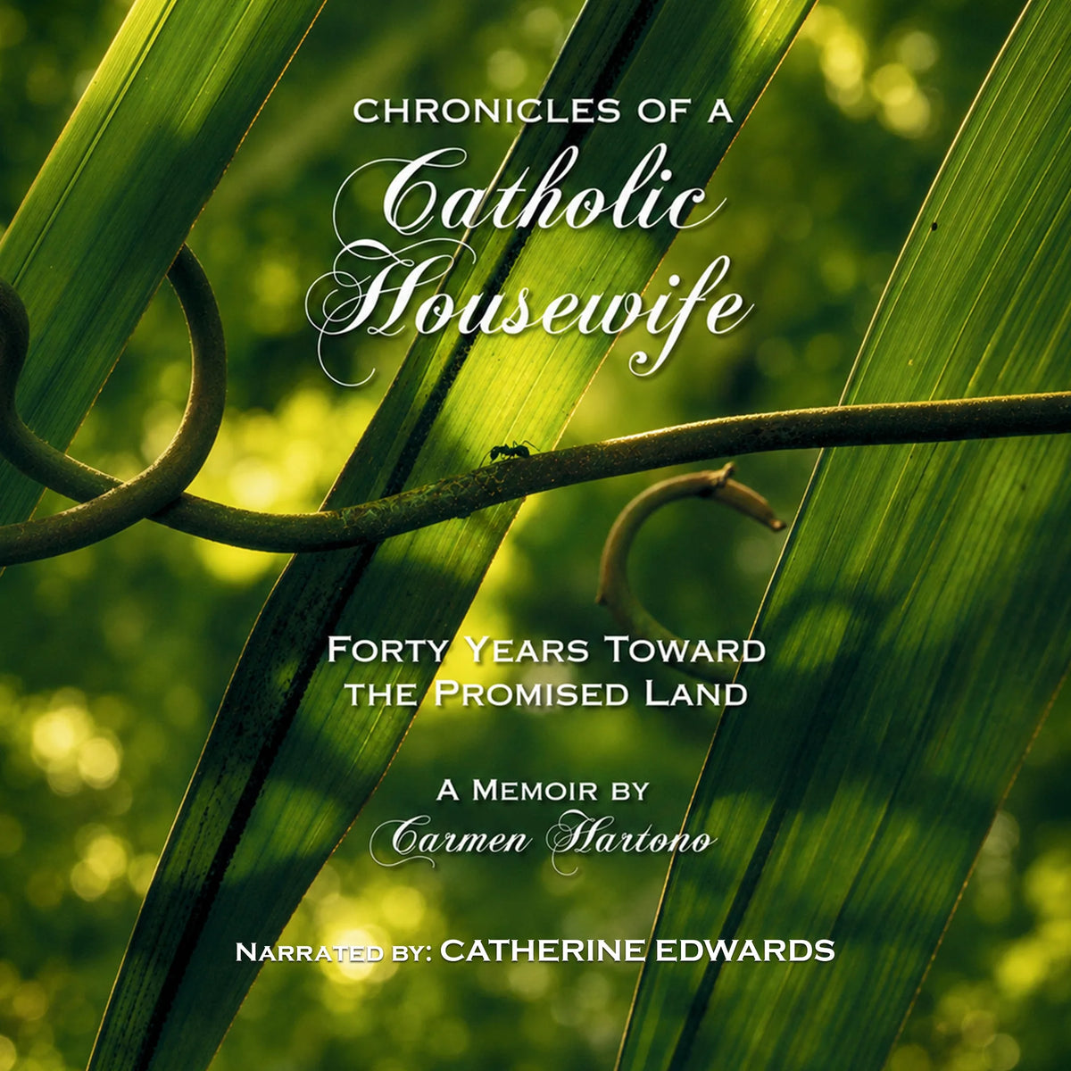 Chronicles of a Catholic Housewife