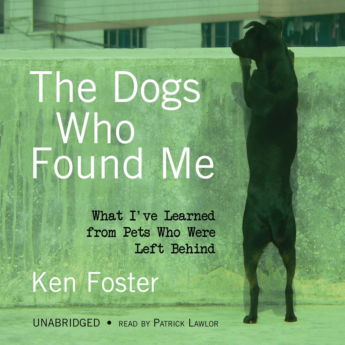 The Dogs Who Found Me