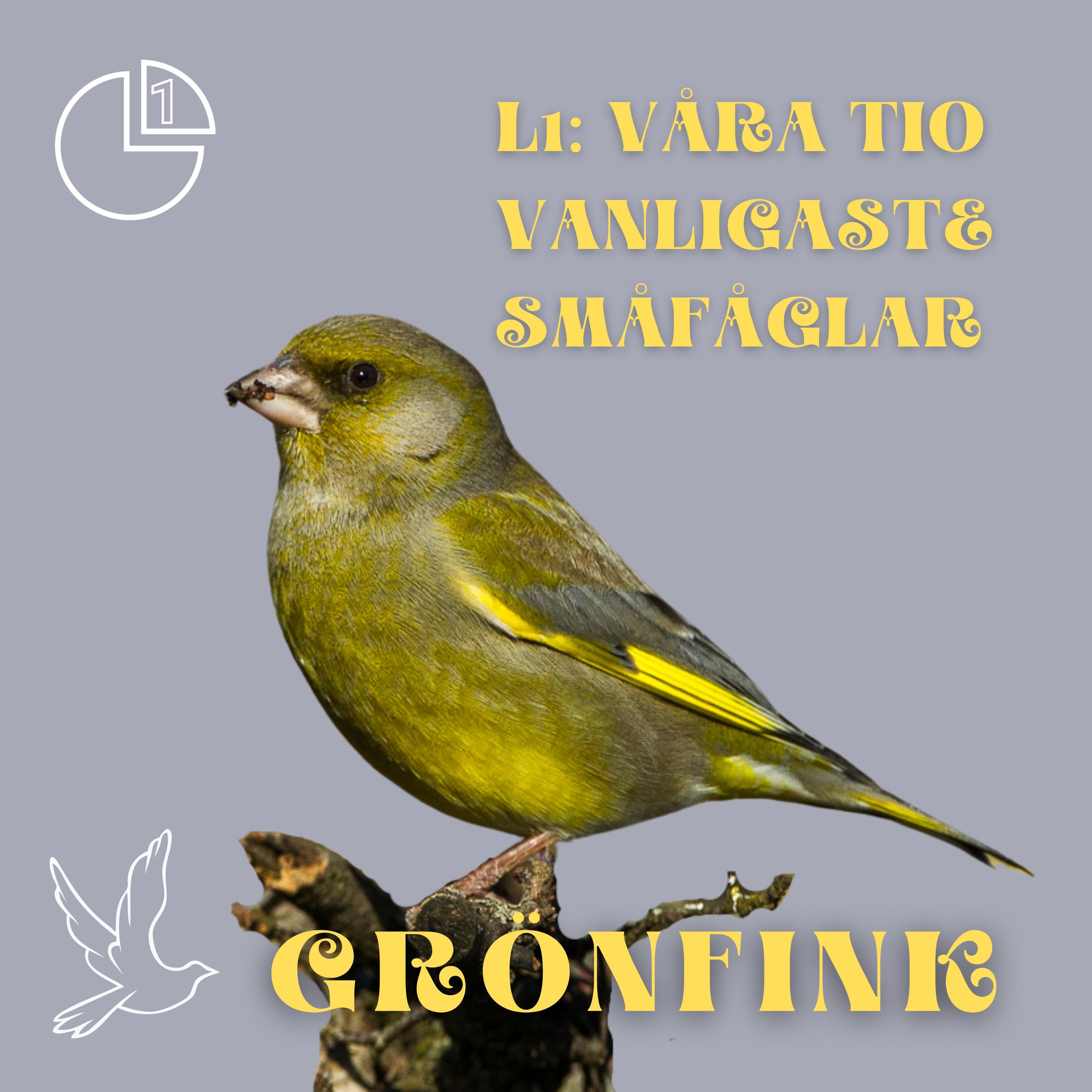 Grönfink