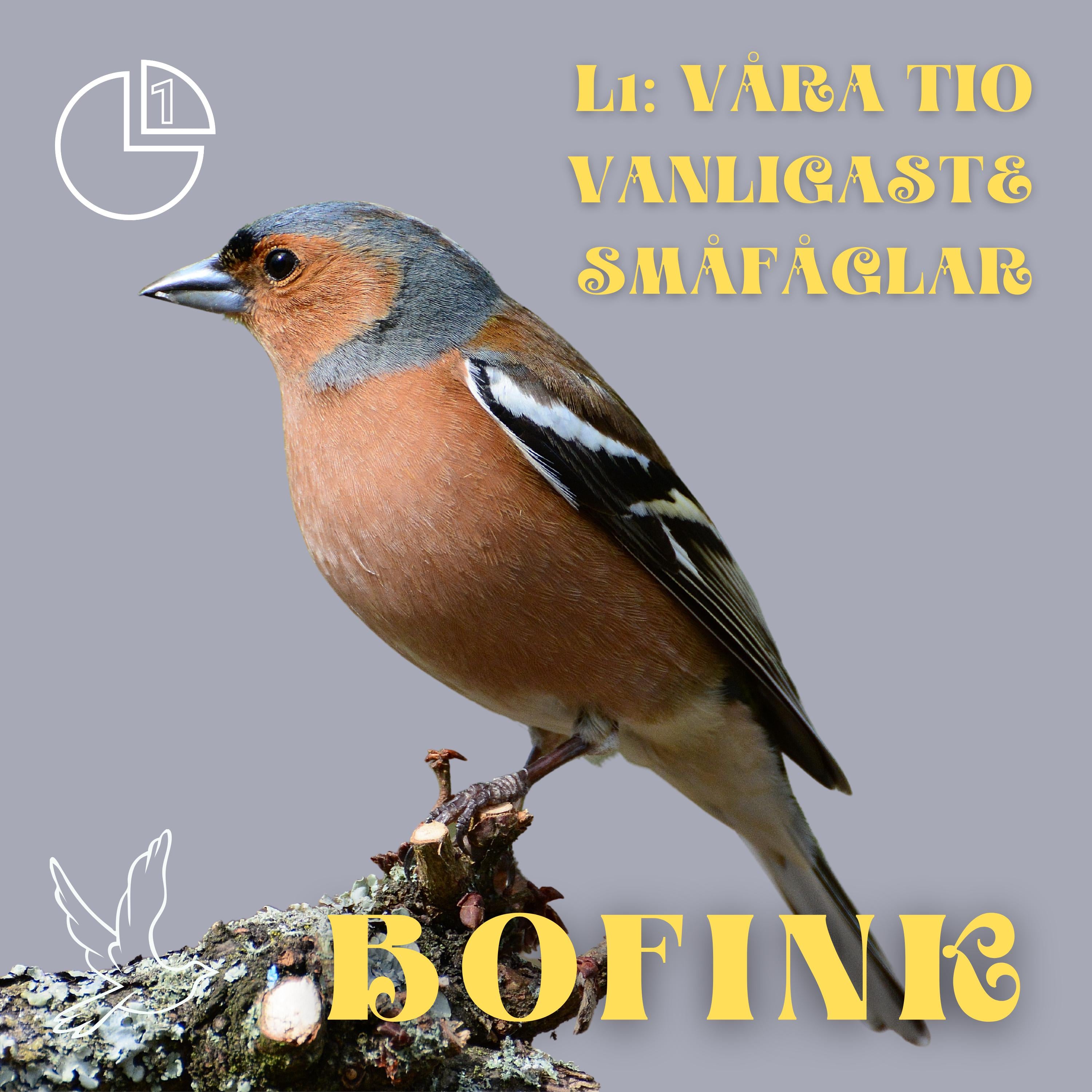 Bofink
