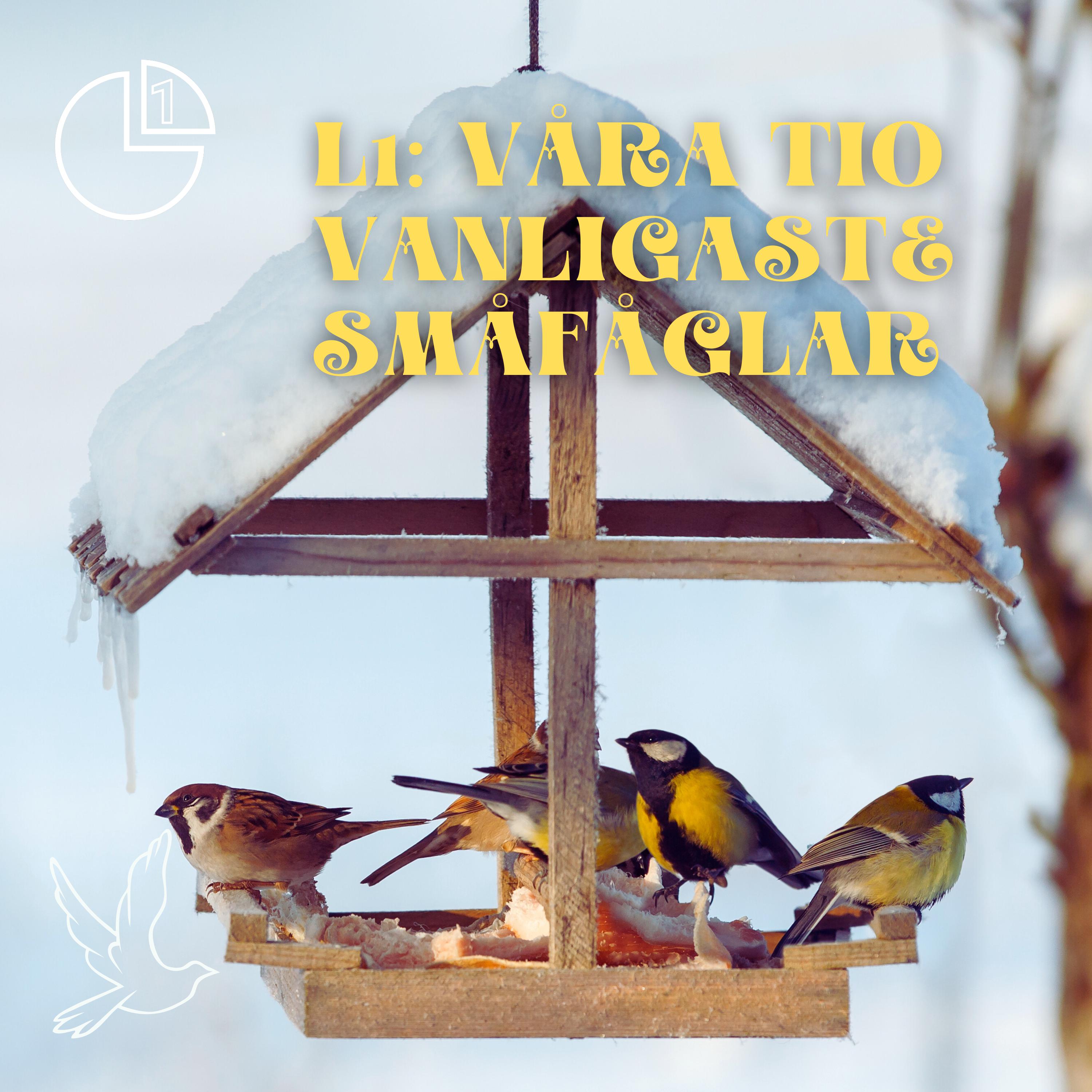 Våra tio vanligaste småfåglar
