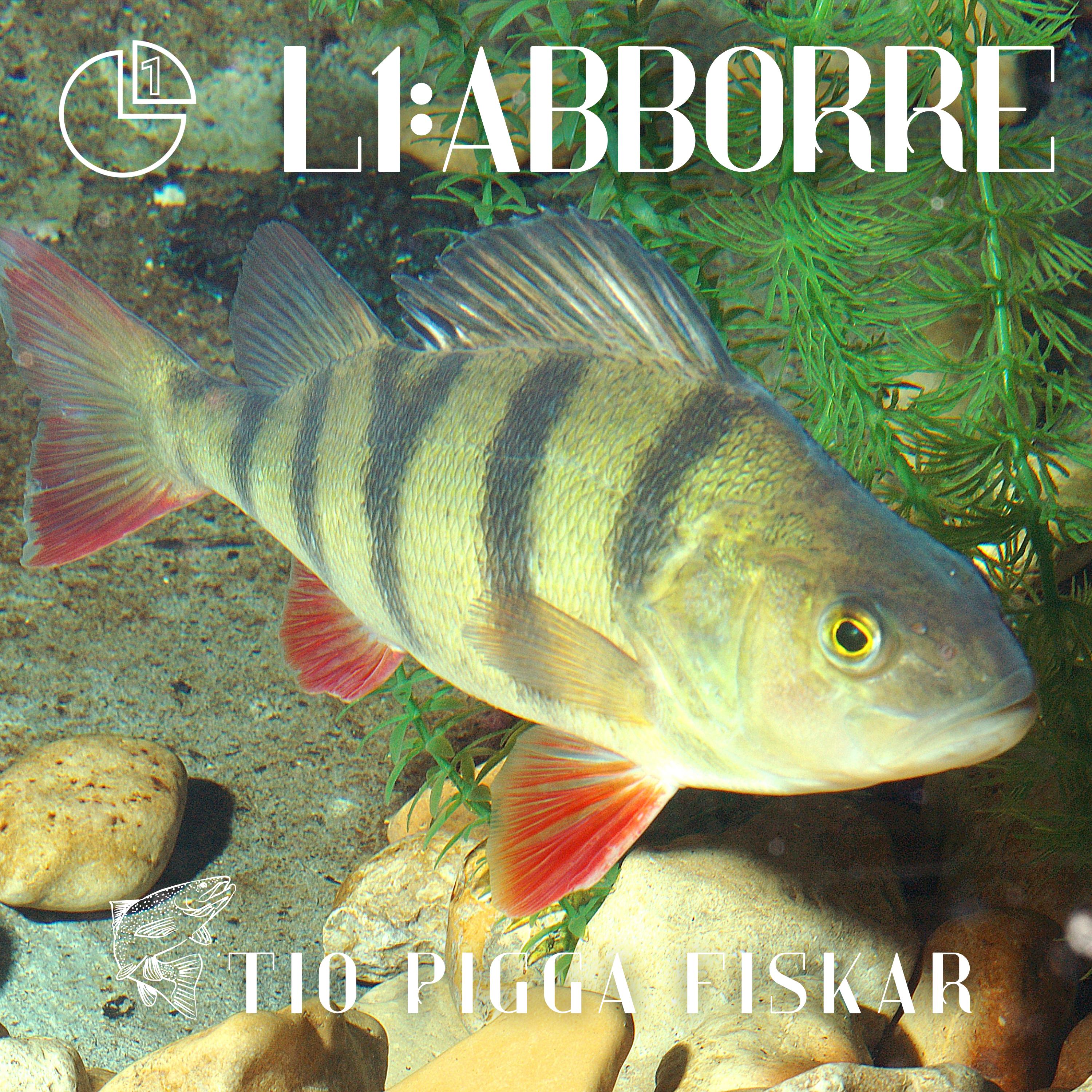 Abborre