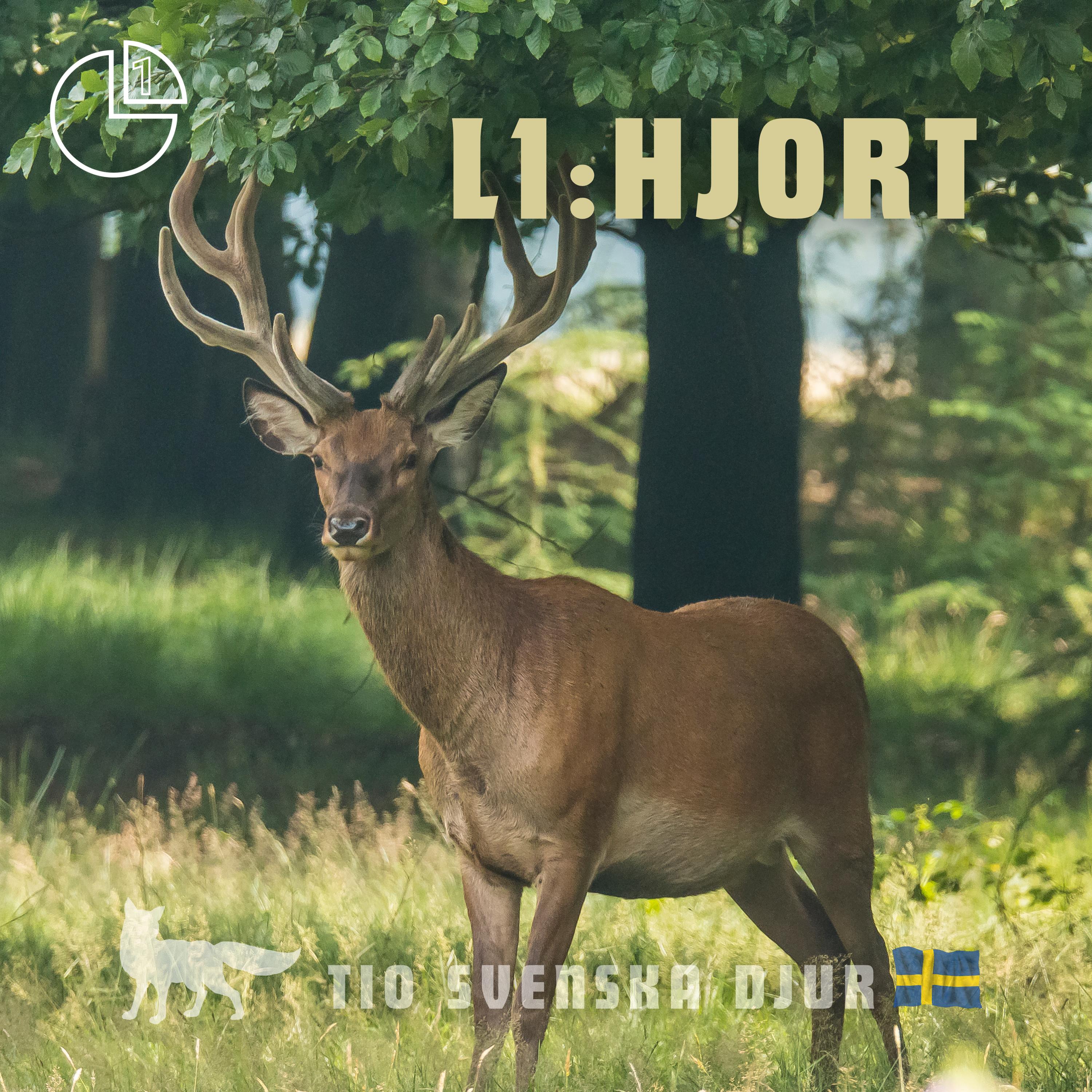 Hjort