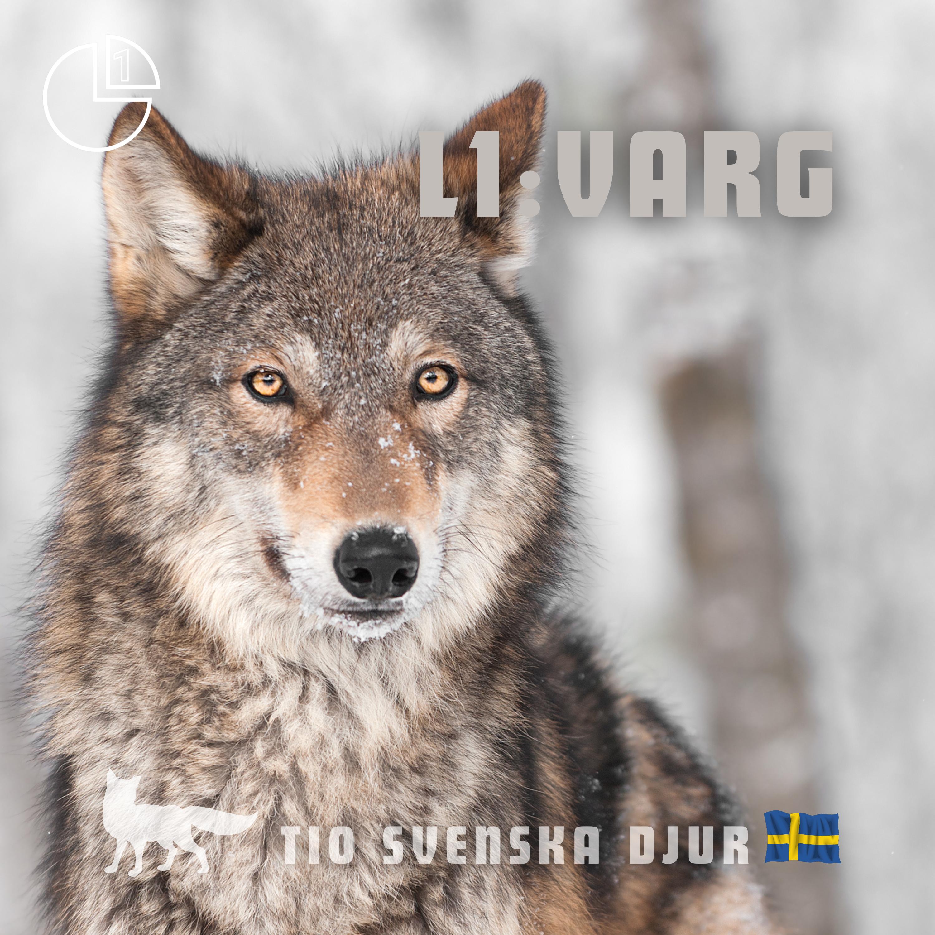 Varg