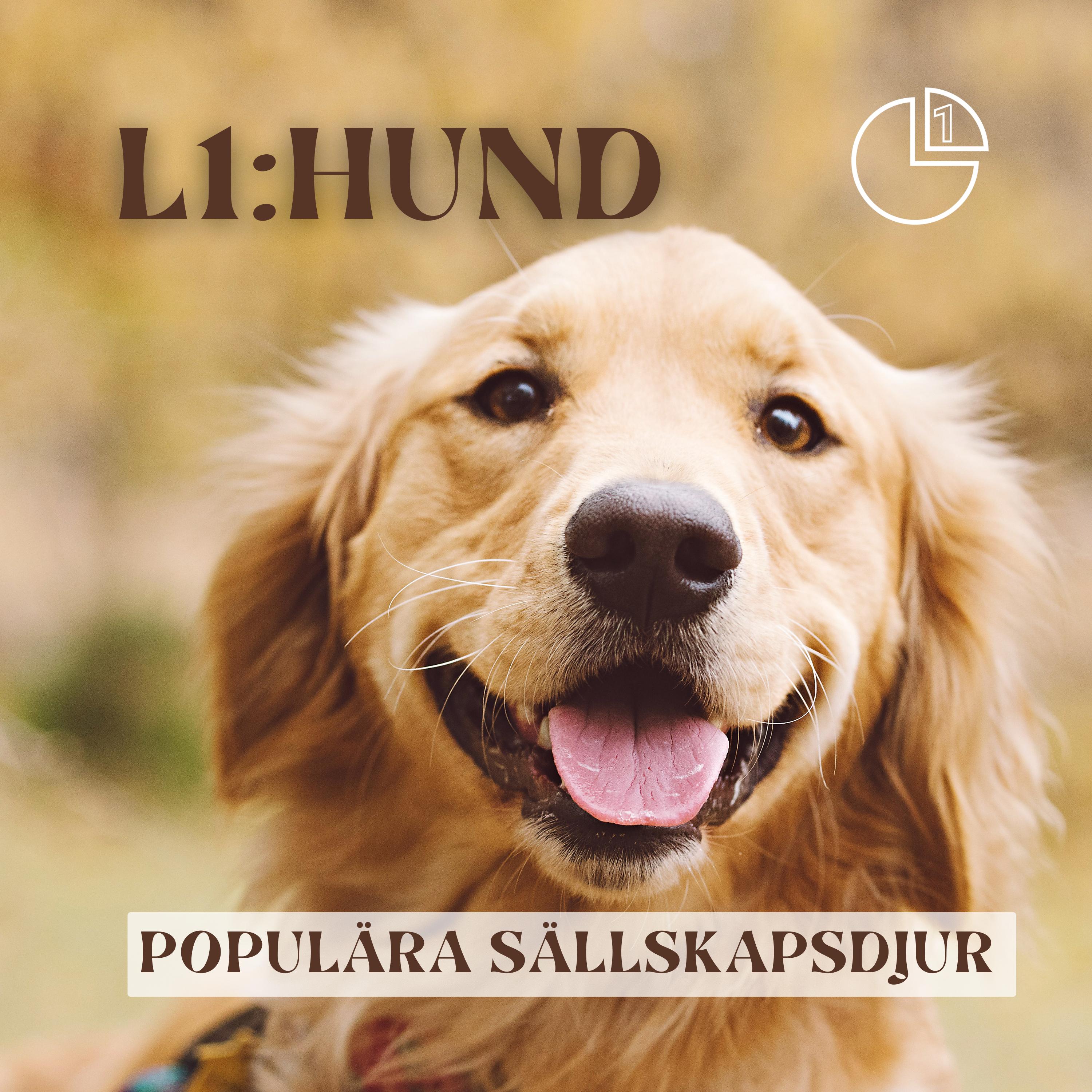 Hund