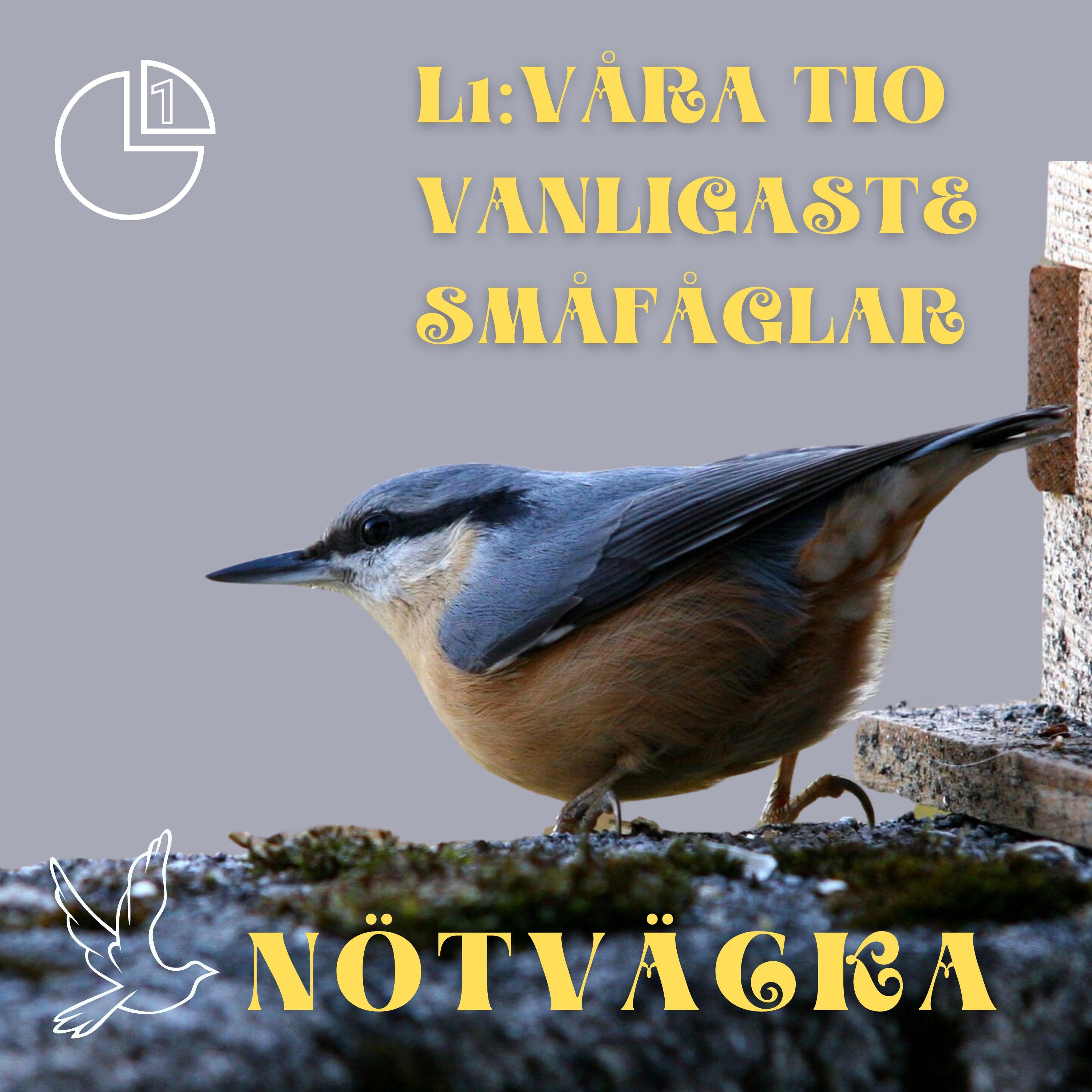 Nötväcka