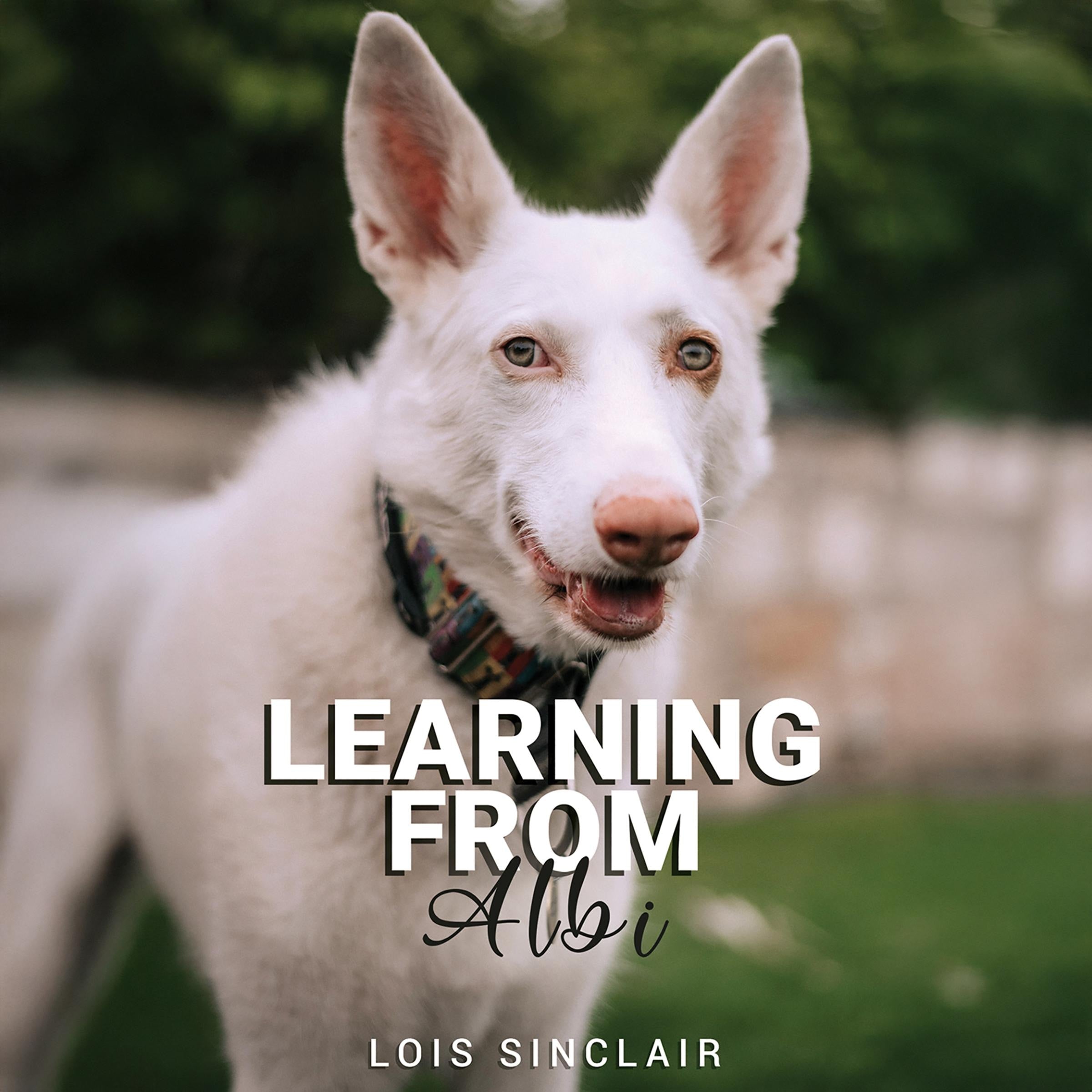 Learning from Albi