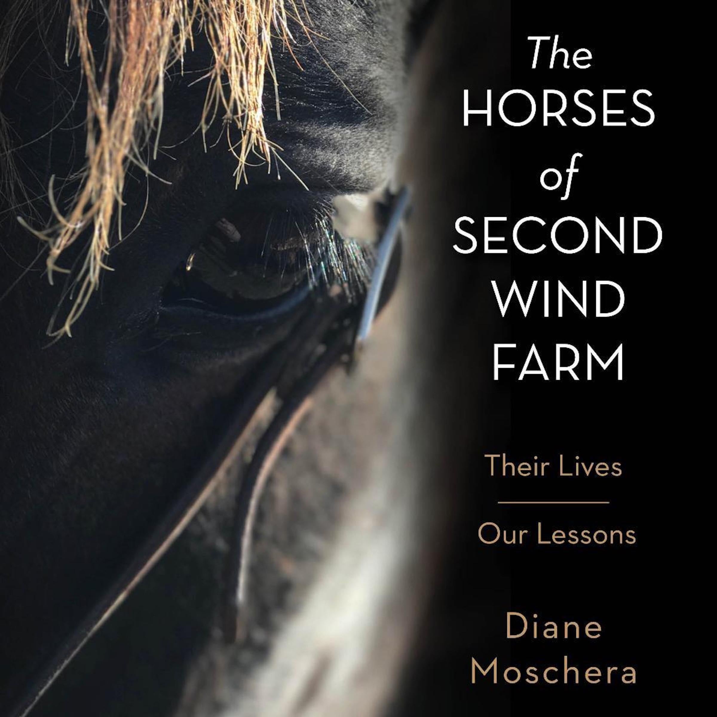 The Horses of Second Wind Farm
