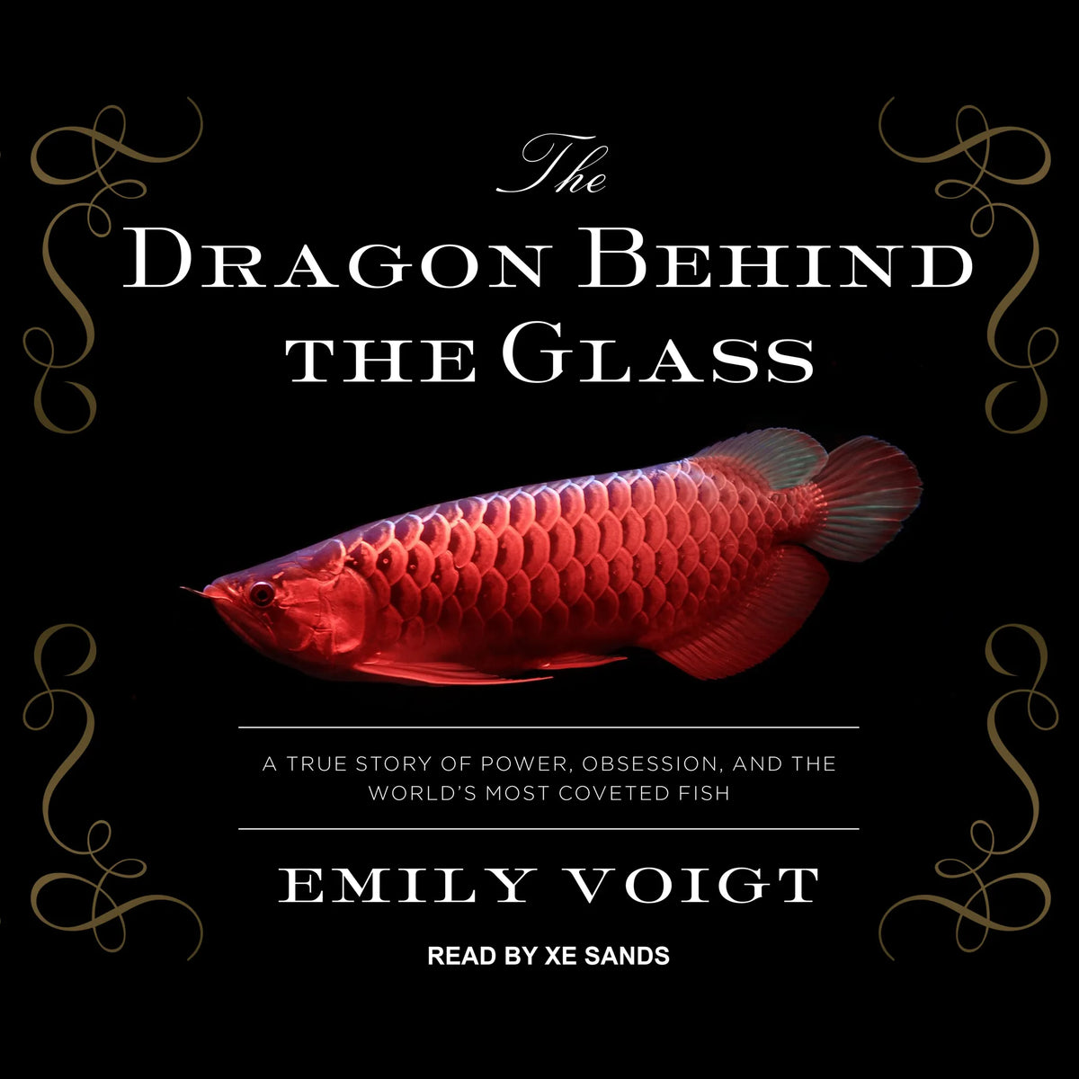 The Dragon Behind the Glass