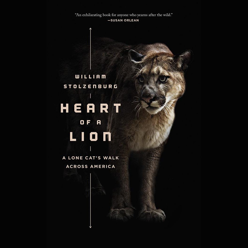 Heart of a Lion