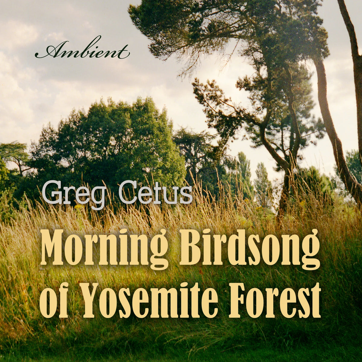 Morning Birdsong of Yosemite Forest: Ambient Soundscape